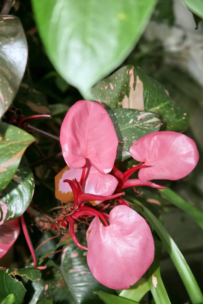 Pink Princess Philodendron (Philodendron 'Pink Princess') — Its slow growth and preference for high humidity make it ideal for indoor settings or sheltered