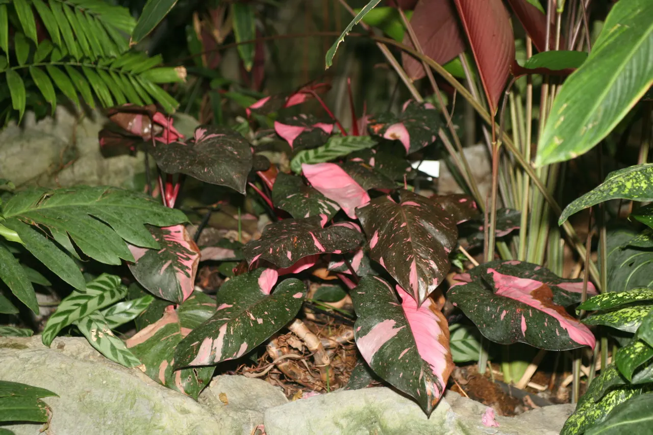 Pink Princess Philodendron (Philodendron 'Pink Princess') — heart-shaped leaves boldly splashed with vibrant pink variegation