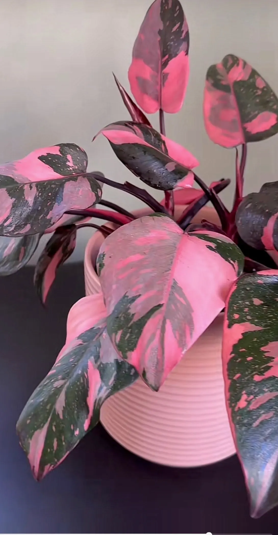 Pink Princess Philodendron (Philodendron 'Pink Princess') — reaching up to 2 feet in height and spread