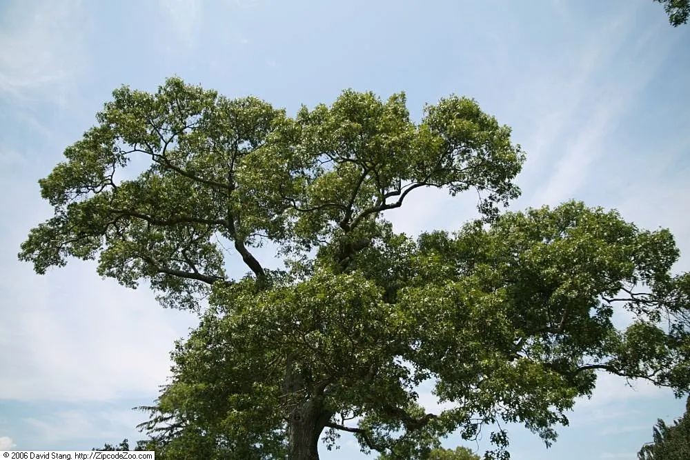 Northern Black Oak, Quercitron (Quercus velutina) — it is worth noting that this oak prefers well-drained