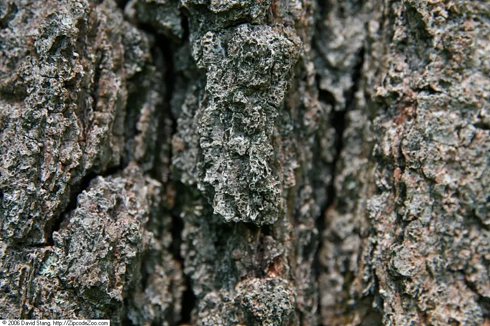 Northern Black Oak, Quercitron (Quercus velutina) — This oak is noted for its dark furrowed bark, glossy green leaves with bristly lobes, and vibrant fall