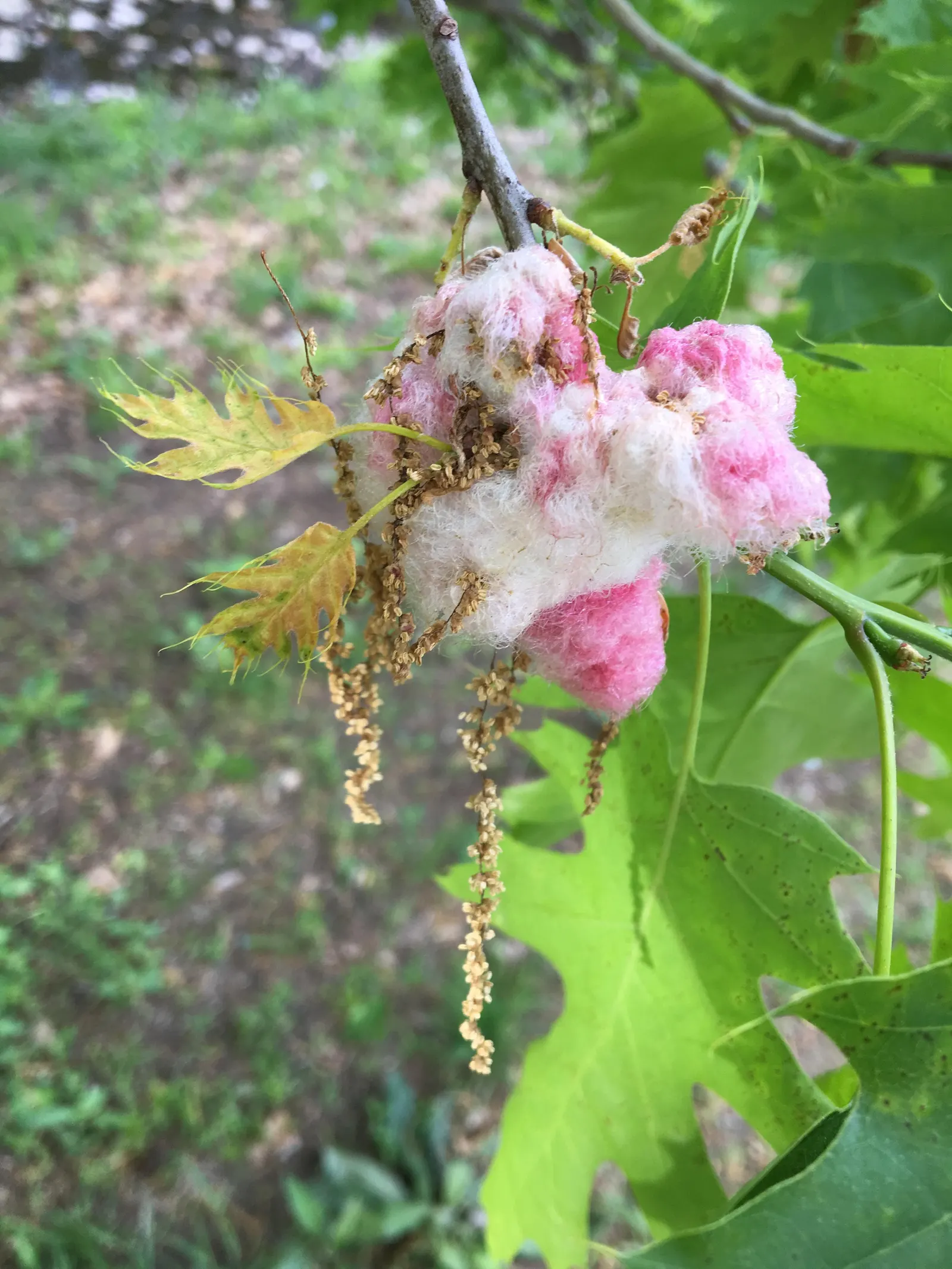 Northern Black Oak, Quercitron (Quercus velutina) — is a majestic and resilient deciduous tree