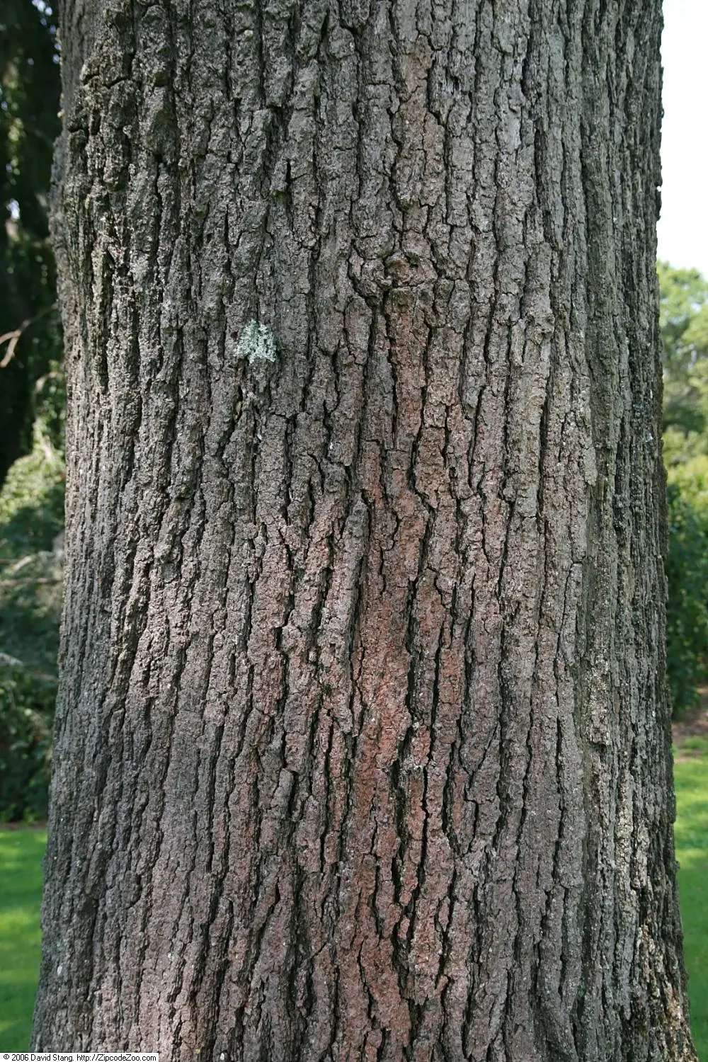 Northern Black Oak, Quercitron (Quercus velutina) — Its robust trunk can grow to diameters of 2 to 3 feet; its ability to adapt to urban environments
