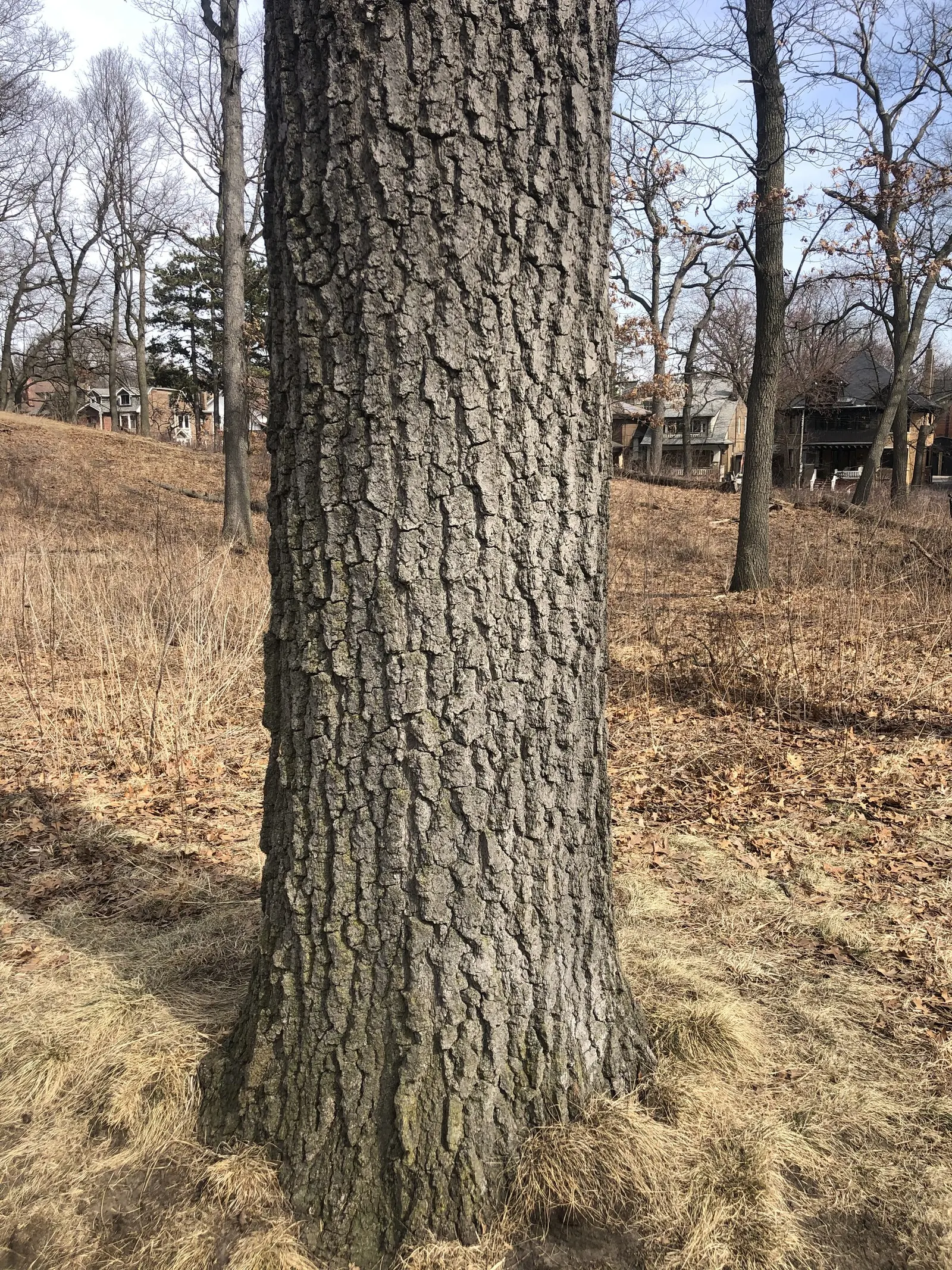Northern Black Oak, Quercitron (Quercus velutina) — Its robust trunk can grow to diameters of 2 to 3 feet