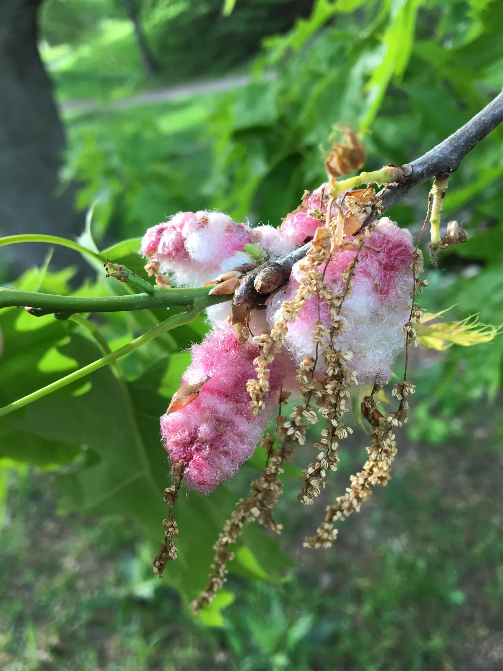 Northern Black Oak, Quercitron (Quercus velutina) — measuring 5 to 10 inches in length