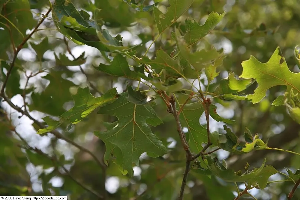 Northern Black Oak, Quercitron (Quercus velutina) — Hardy in USDA Zones 3 through 9