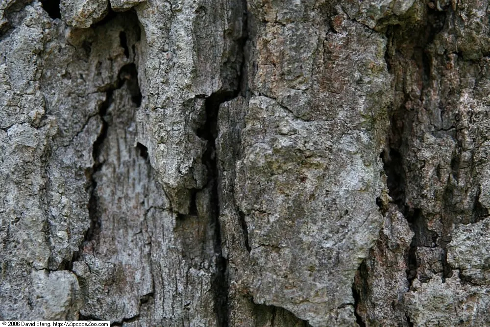 Northern Black Oak, Quercitron (Quercus velutina) — it is worth noting that this oak prefers well-drained; its ability to adapt to urban environments