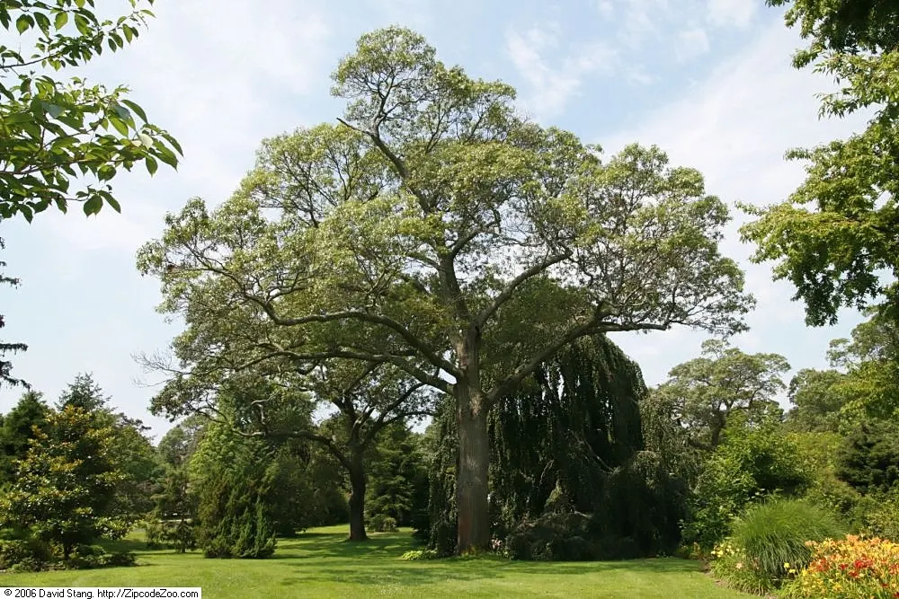 Northern Black Oak, Quercitron (Quercus velutina) — the Northern Black Oak produces inconspicuous yellow-green catkins