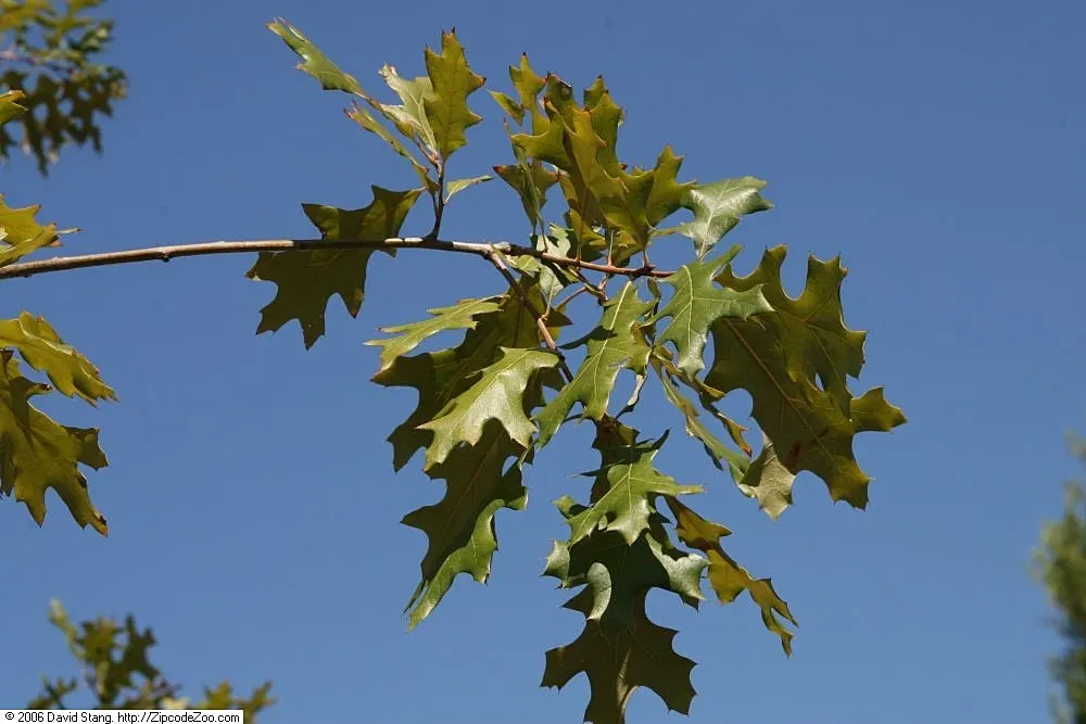 Northern Black Oak, Quercitron (Quercus velutina) — It reaches 50-60 feet in height with a trunk up to 3 feet in diameter