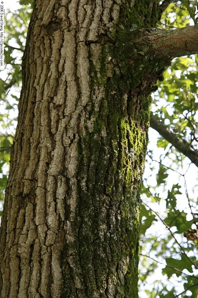 Northern Black Oak, Quercitron (Quercus velutina) — It thrives in full sun, but it can also tolerate partial shade; rounded crown spanning up to 50 feet in