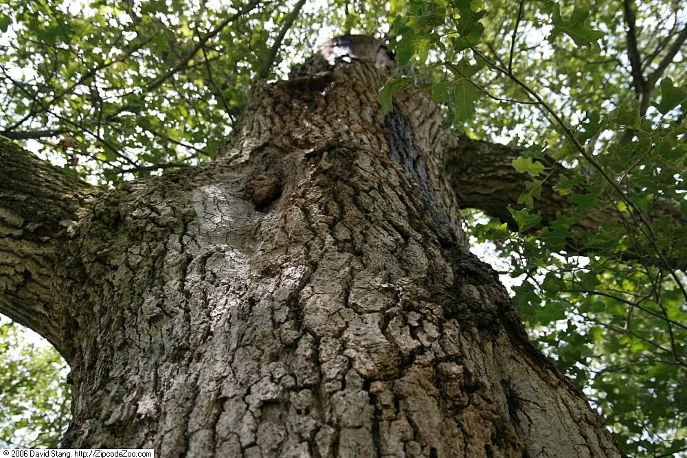 Northern Black Oak, Quercitron (Quercus velutina) — measuring 5 to 10 inches in length; it thrives in Zones 4-8, prefers well-drained soil, and full sun