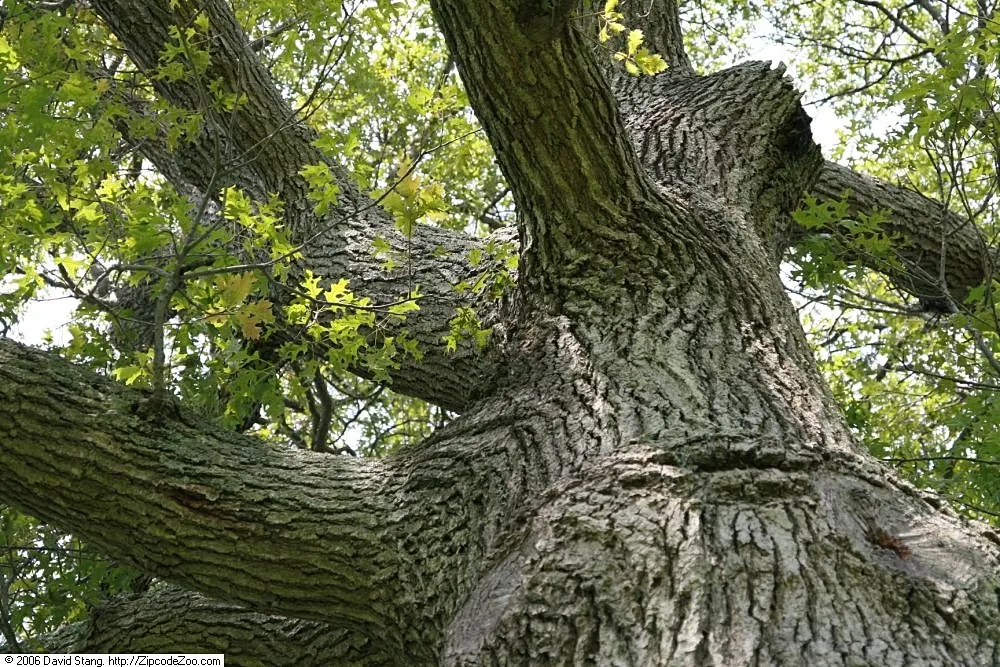 Northern Black Oak, Quercitron (Quercus velutina) — or bronze hues in the fall - a spectacular display for any landscape