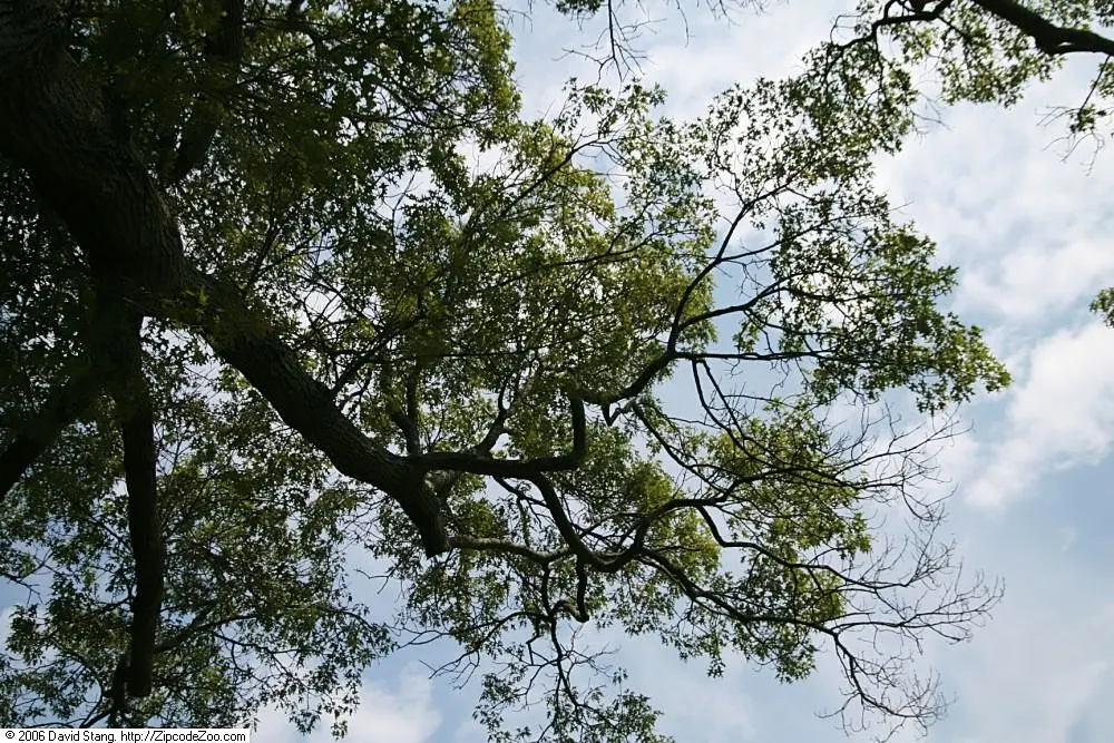 Northern Black Oak, Quercitron (Quercus velutina) — tree for full or half