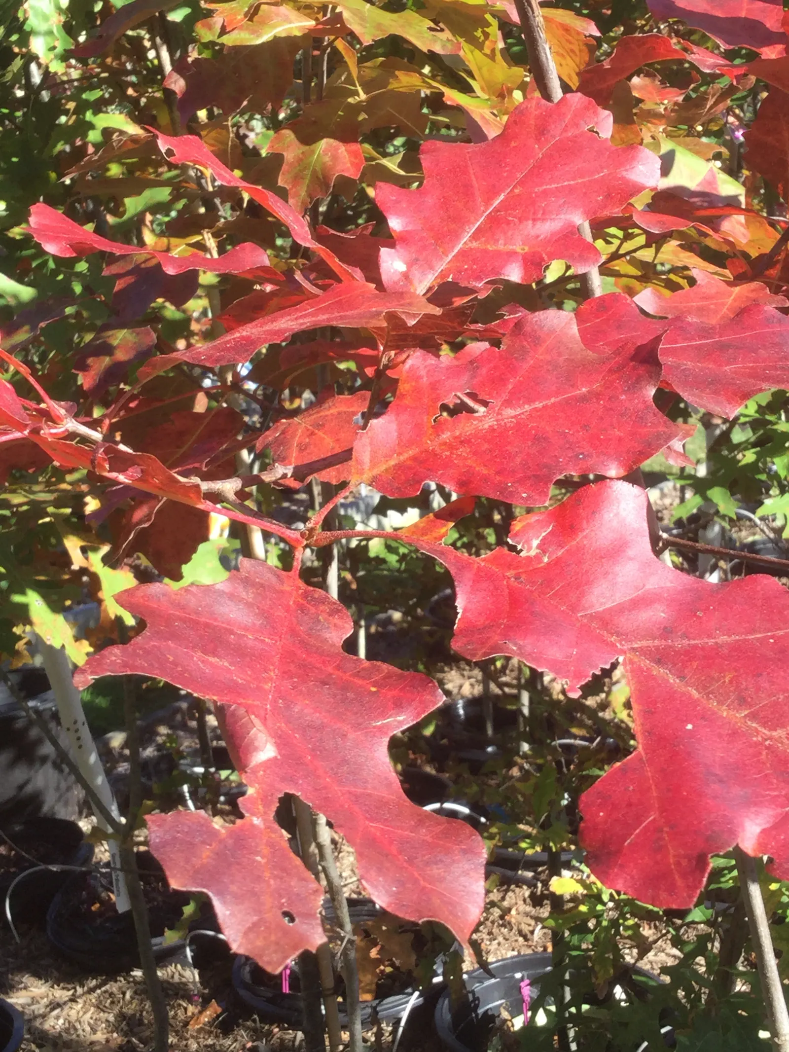 Northern Black Oak, Quercitron (Quercus velutina) — It reaches 50-60 feet in height with a trunk up to 3 feet in diameter; rounded crown spanning up to 50 feet