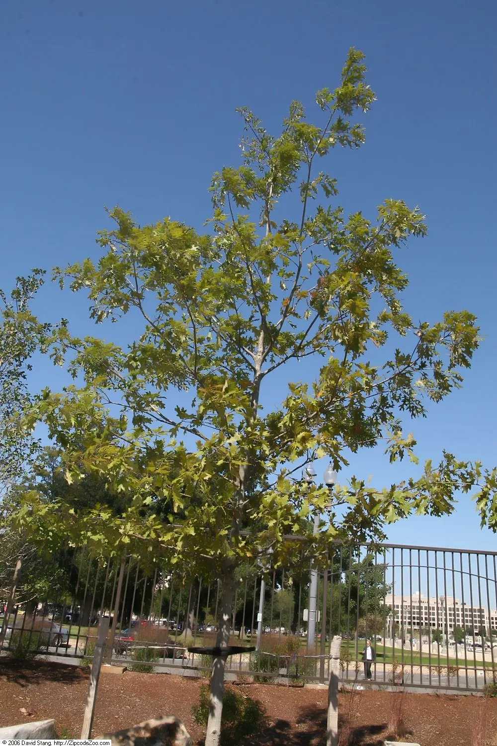 Northern Black Oak, Quercitron (Quercus velutina) — Quercus velutina, the Northern Black Oak, is a robust deciduous tree; it thrives in Zones 4-8, prefers