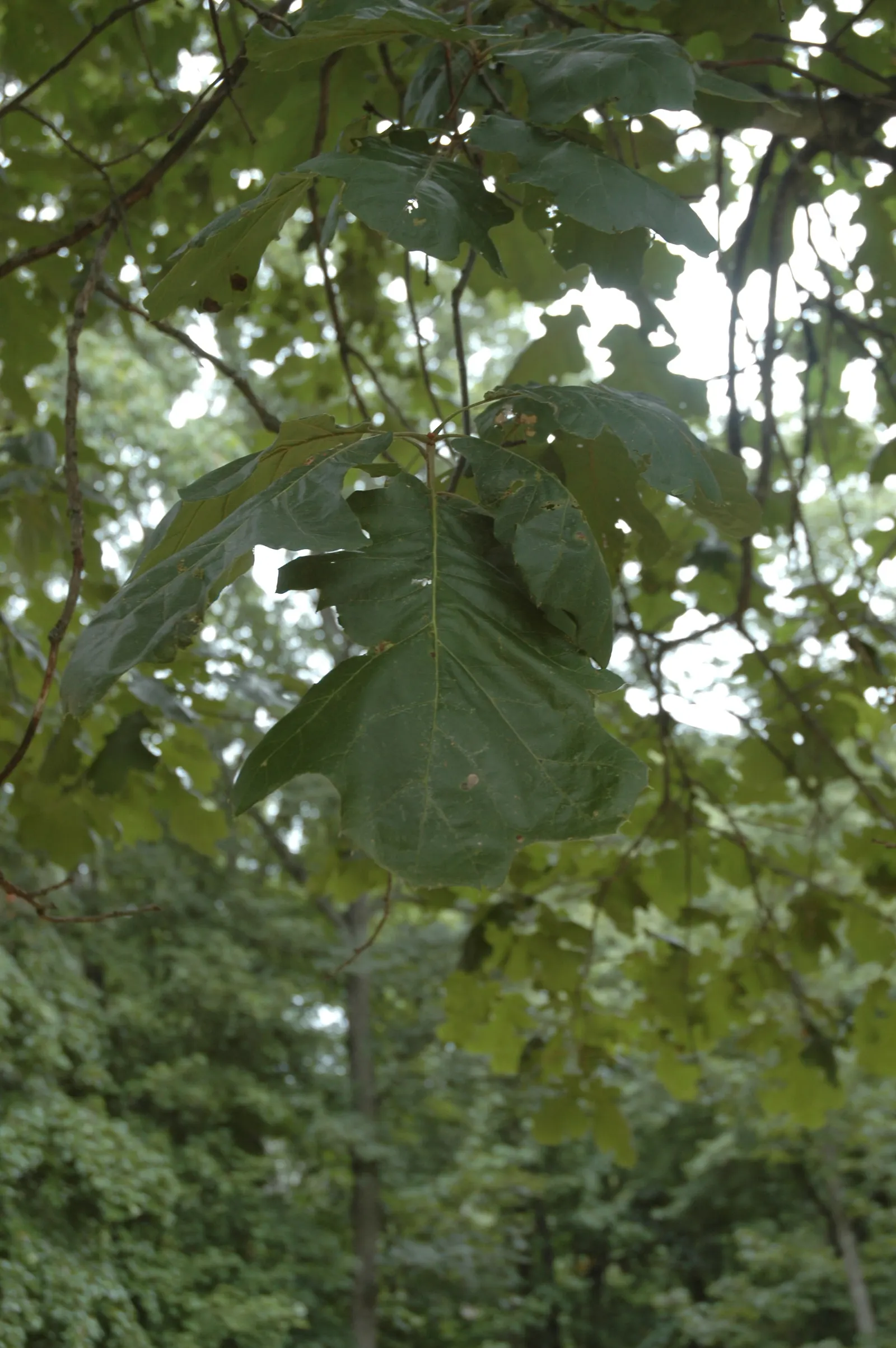 Northern Black Oak, Quercitron (Quercus velutina) — followed by the development of distinctive; turn a brilliant array of yellow