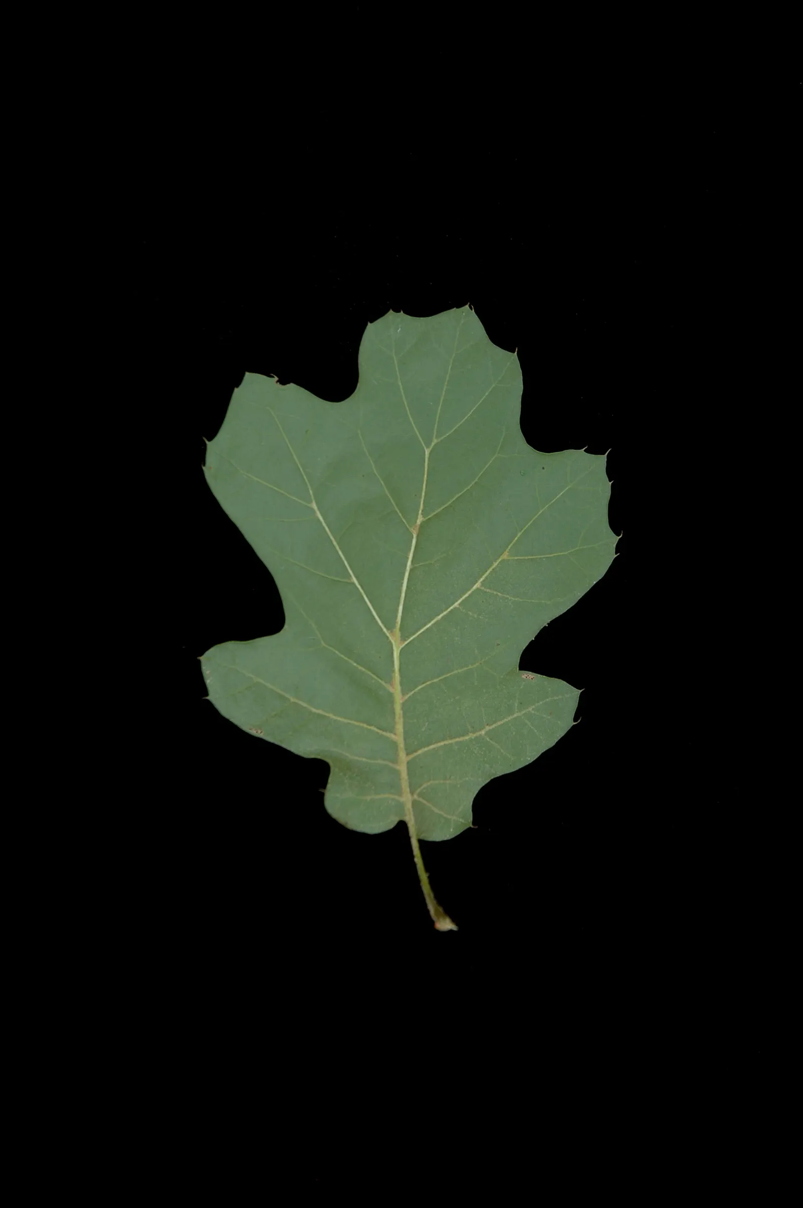Northern Black Oak, Quercitron (Quercus velutina) — deeply furrowed bark that adds texture to any garden setting.<br><br>In spring; it thrives in Zones 4-8