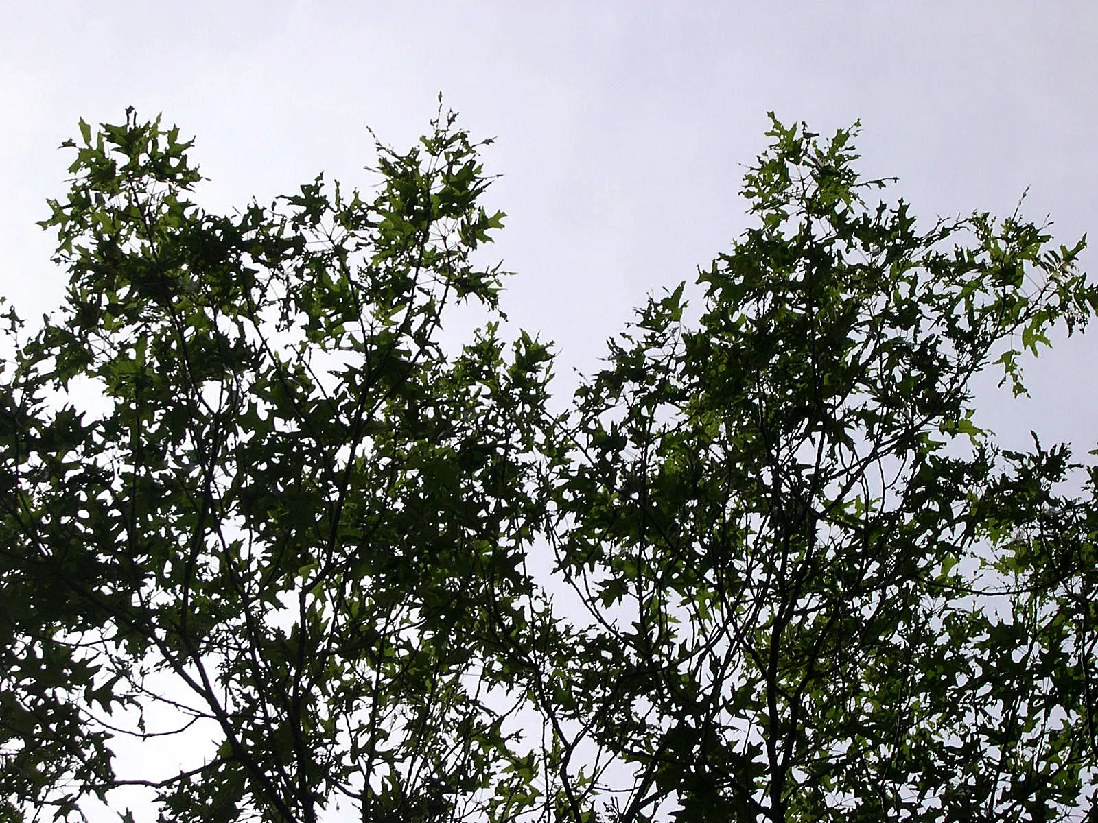 Northern Black Oak, Quercitron (Quercus velutina) — the Northern Black Oak produces inconspicuous yellow-green catkins; rounded crown spanning up to 50 feet in