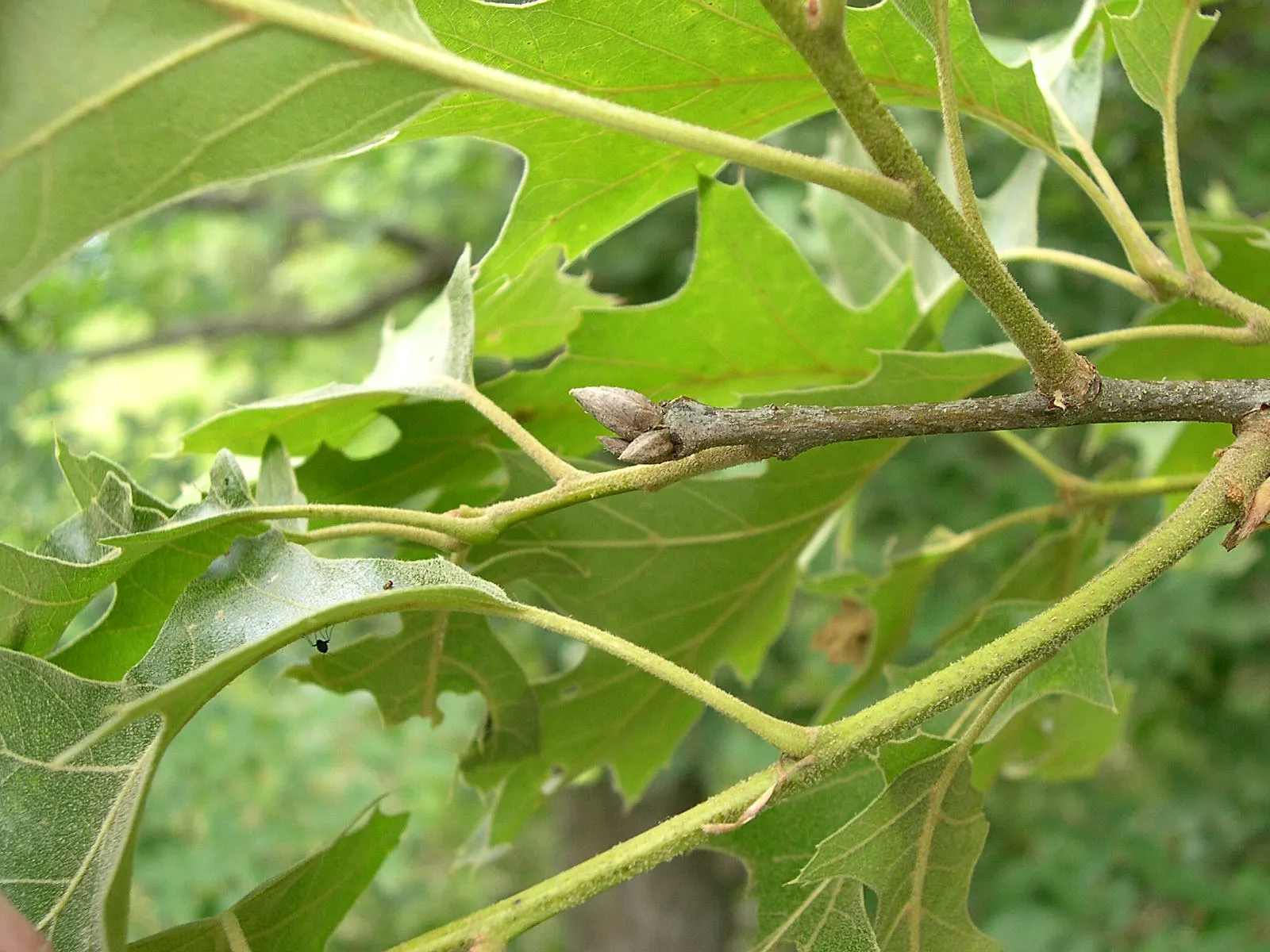 Northern Black Oak, Quercitron (Quercus velutina) — scientifically designated as Quercus velutina; turn a brilliant array of yellow