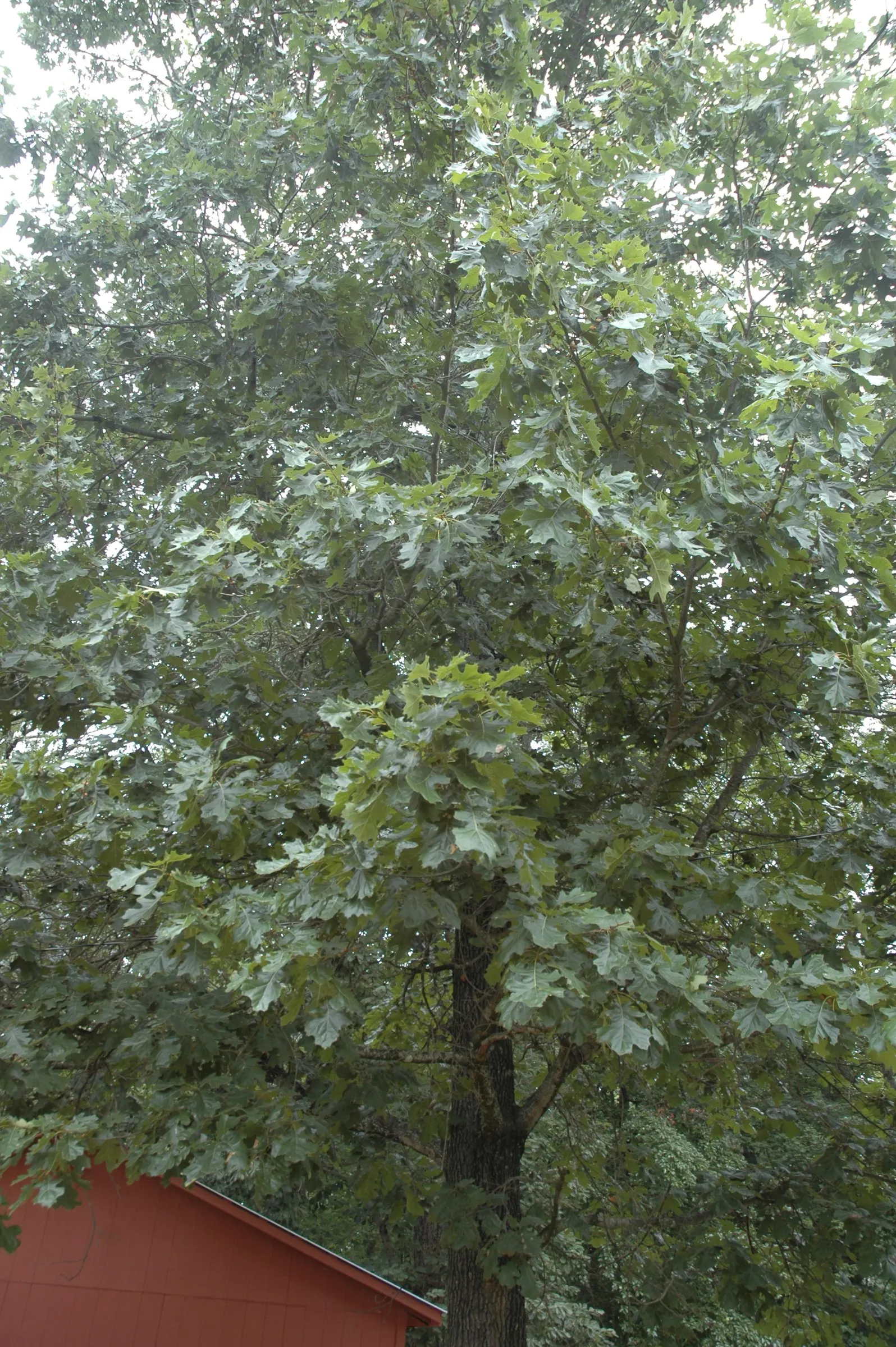 Northern Black Oak, Quercitron (Quercus velutina) — acidic soils and is tolerant of varying moisture levels