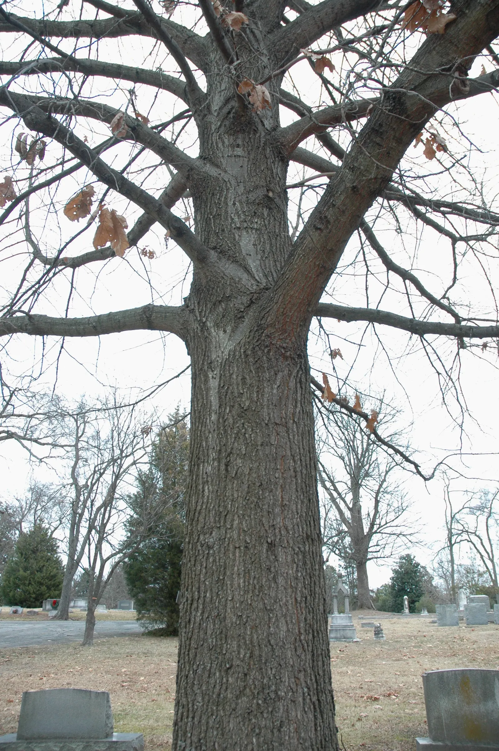 Northern Black Oak, Quercitron (Quercus velutina) — Ideal for large spaces and naturalistic landscapes; rounded crown spanning up to 50 feet in width at