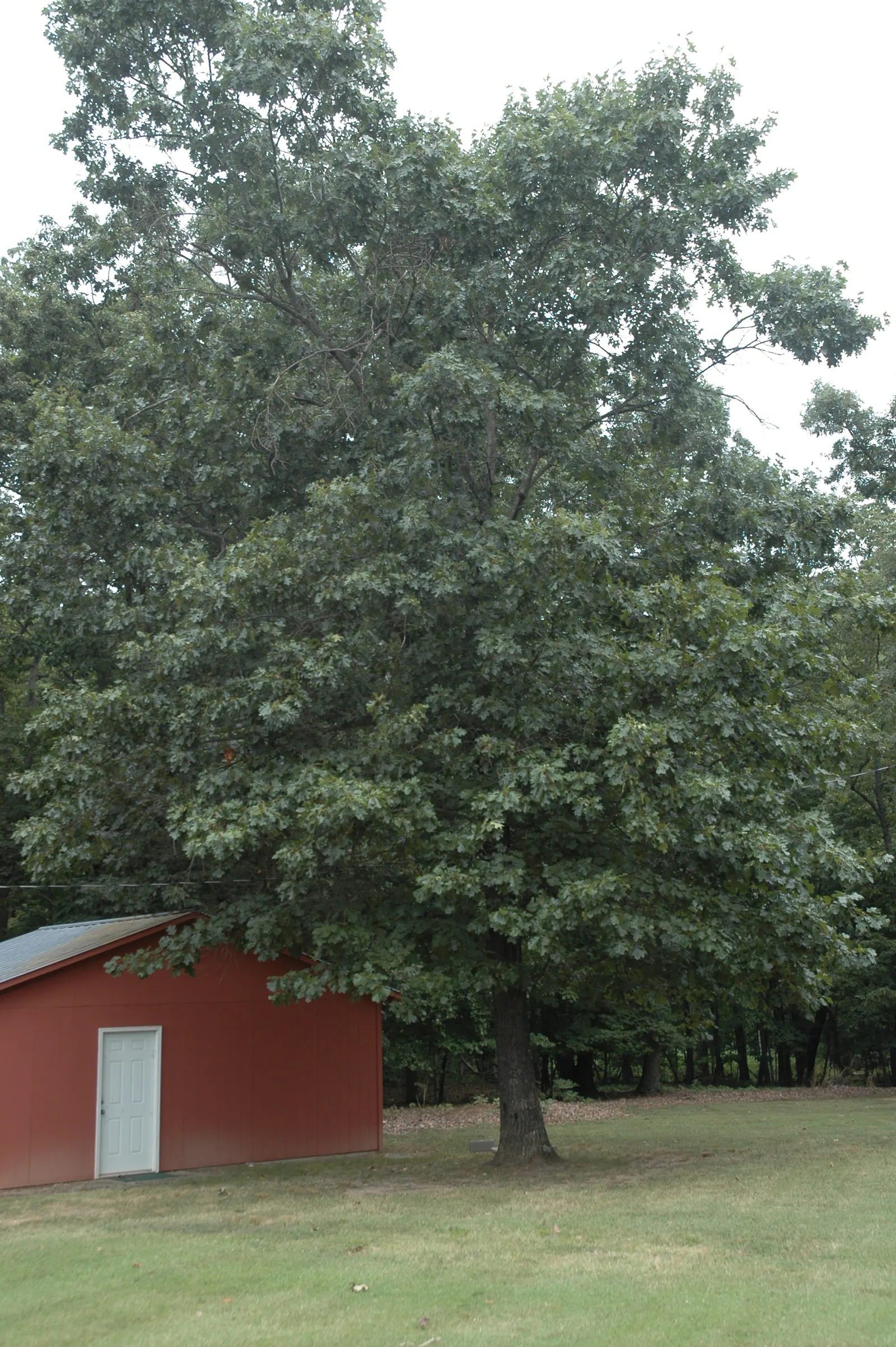 Northern Black Oak, Quercitron (Quercus velutina) — This impressive species can soar to heights of 60 to 80 feet; rounded crown spanning up to 50 feet in width