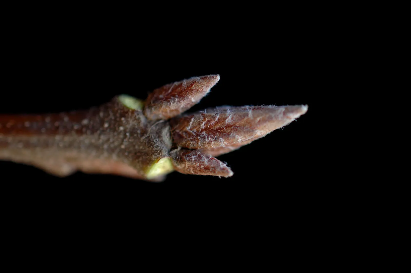 Northern Black Oak, Quercitron (Quercus velutina) — glossy green foliage with bristle-tipped lobes