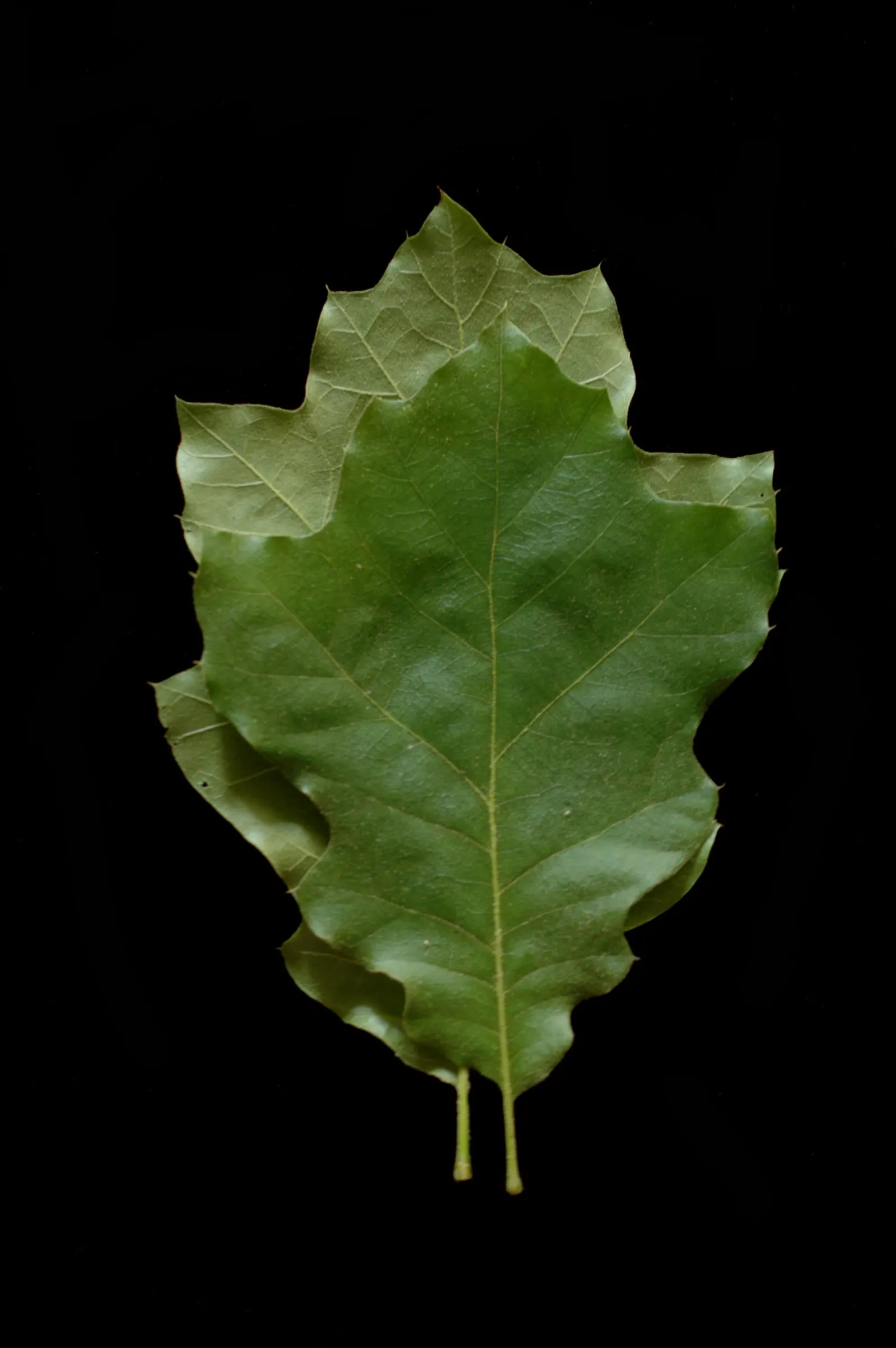 Northern Black Oak, Quercitron (Quercus velutina) — scientifically designated as Quercus velutina