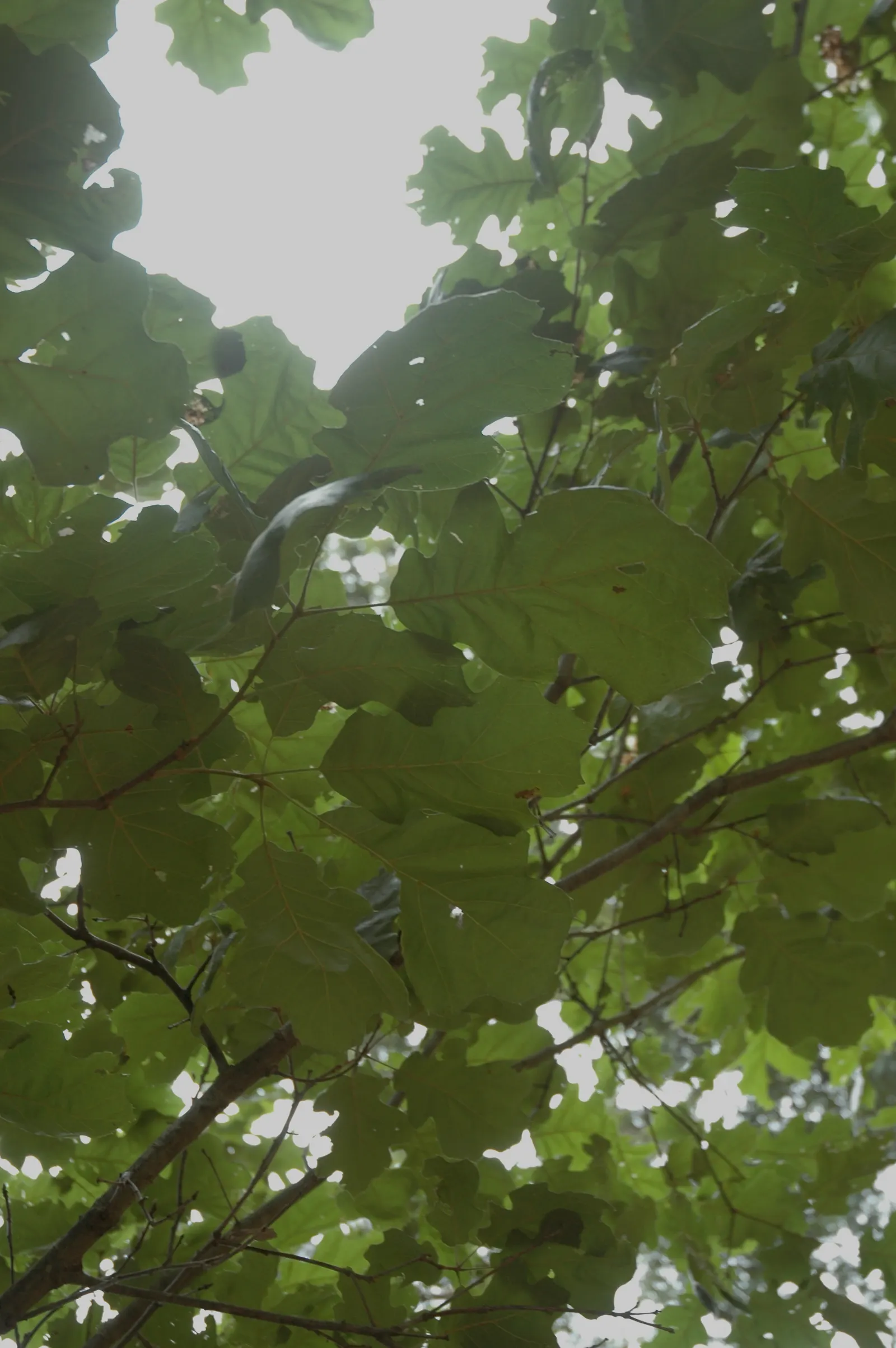 Northern Black Oak, Quercitron (Quercus velutina) — deeply furrowed bark that adds texture to any garden setting.<br><br>In spring