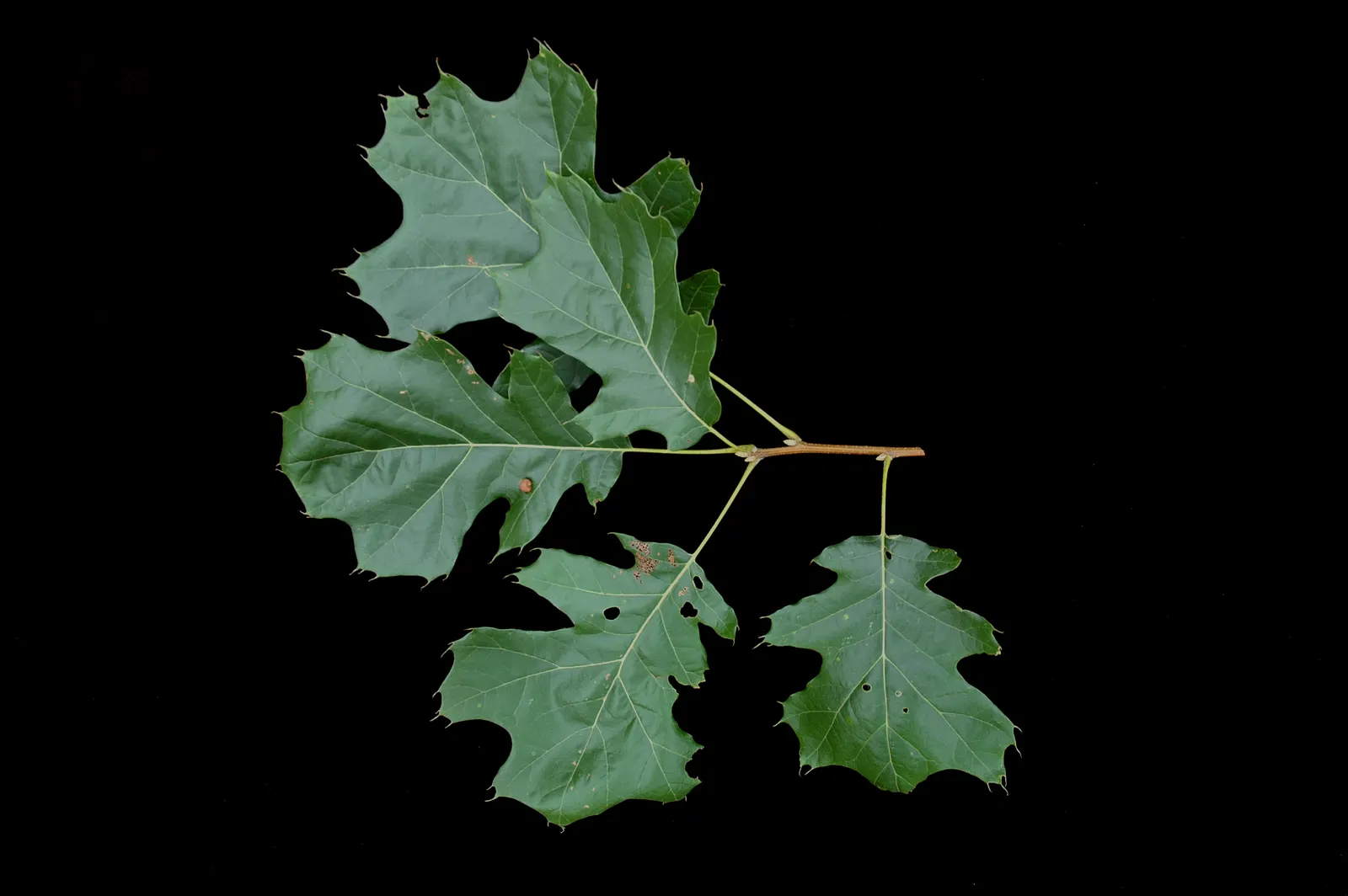 Northern Black Oak, Quercitron (Quercus velutina) — It's an excellent wildlife habitat, providing food and shelter
