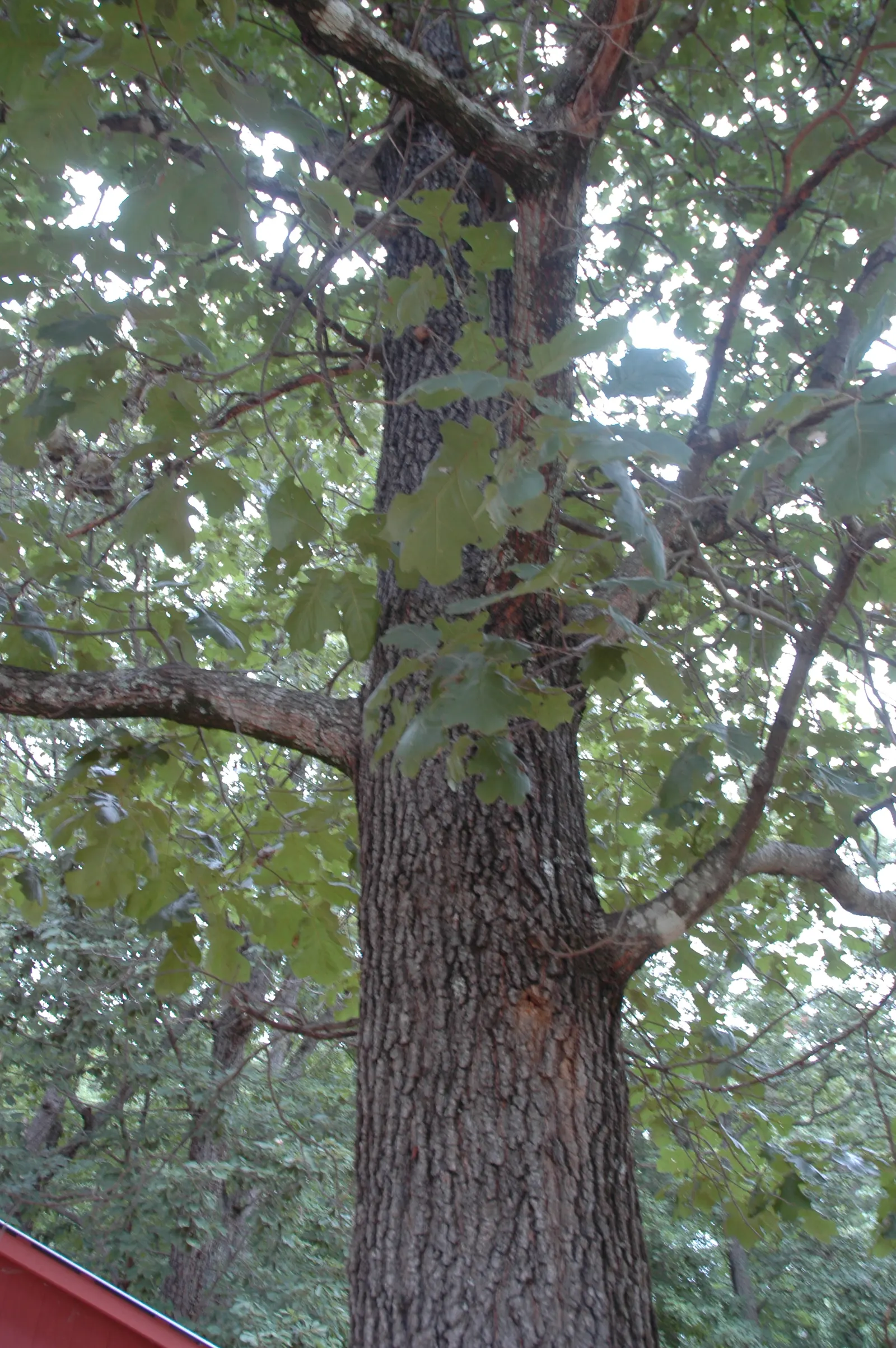 Northern Black Oak, Quercitron (Quercus velutina) — glossy green foliage with bristle-tipped lobes; its ability to adapt to urban environments