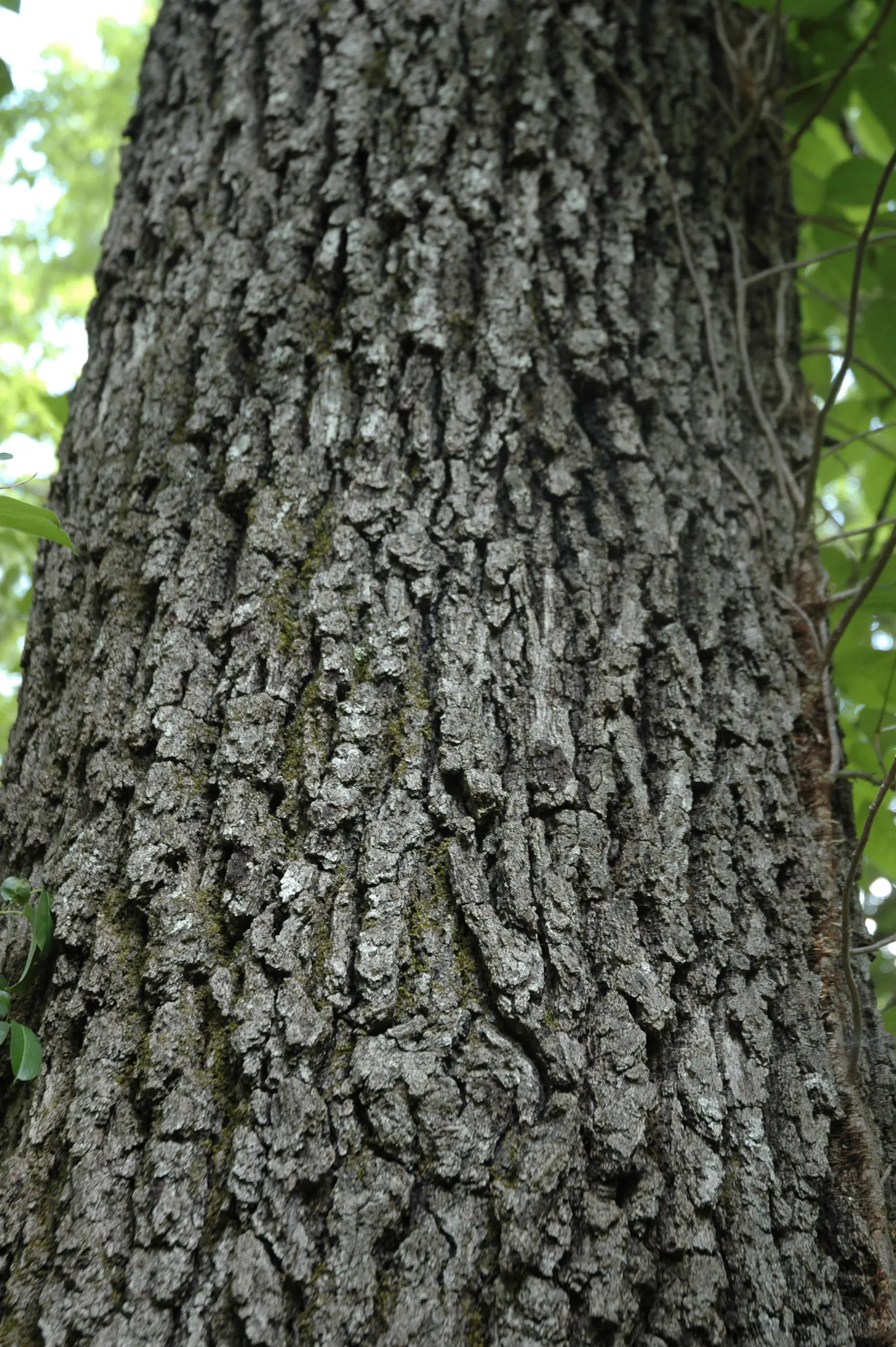 Northern Black Oak, Quercitron (Quercus velutina) — turn a brilliant array of yellow