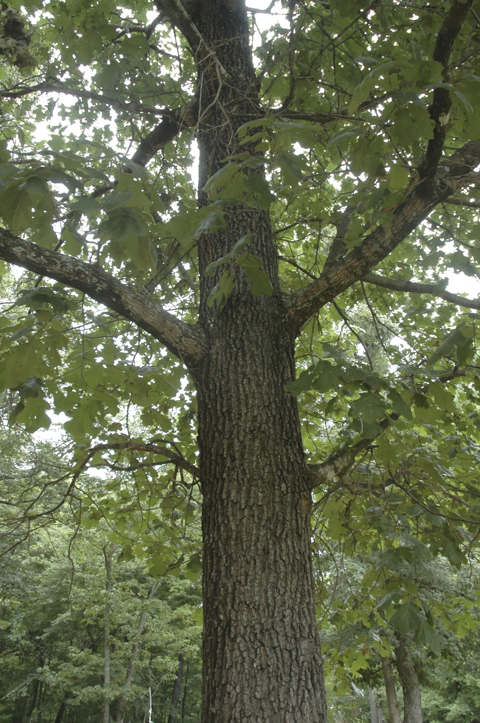 Northern Black Oak, Quercitron (Quercus velutina) — is a majestic and resilient deciduous tree; its ability to adapt to urban environments