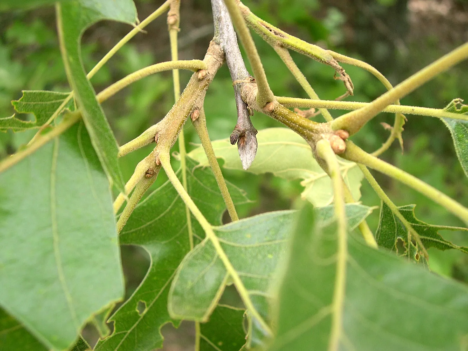 Northern Black Oak, Quercitron (Quercus velutina) — highly esteemed in landscape designs for both its ornamental and ecological value