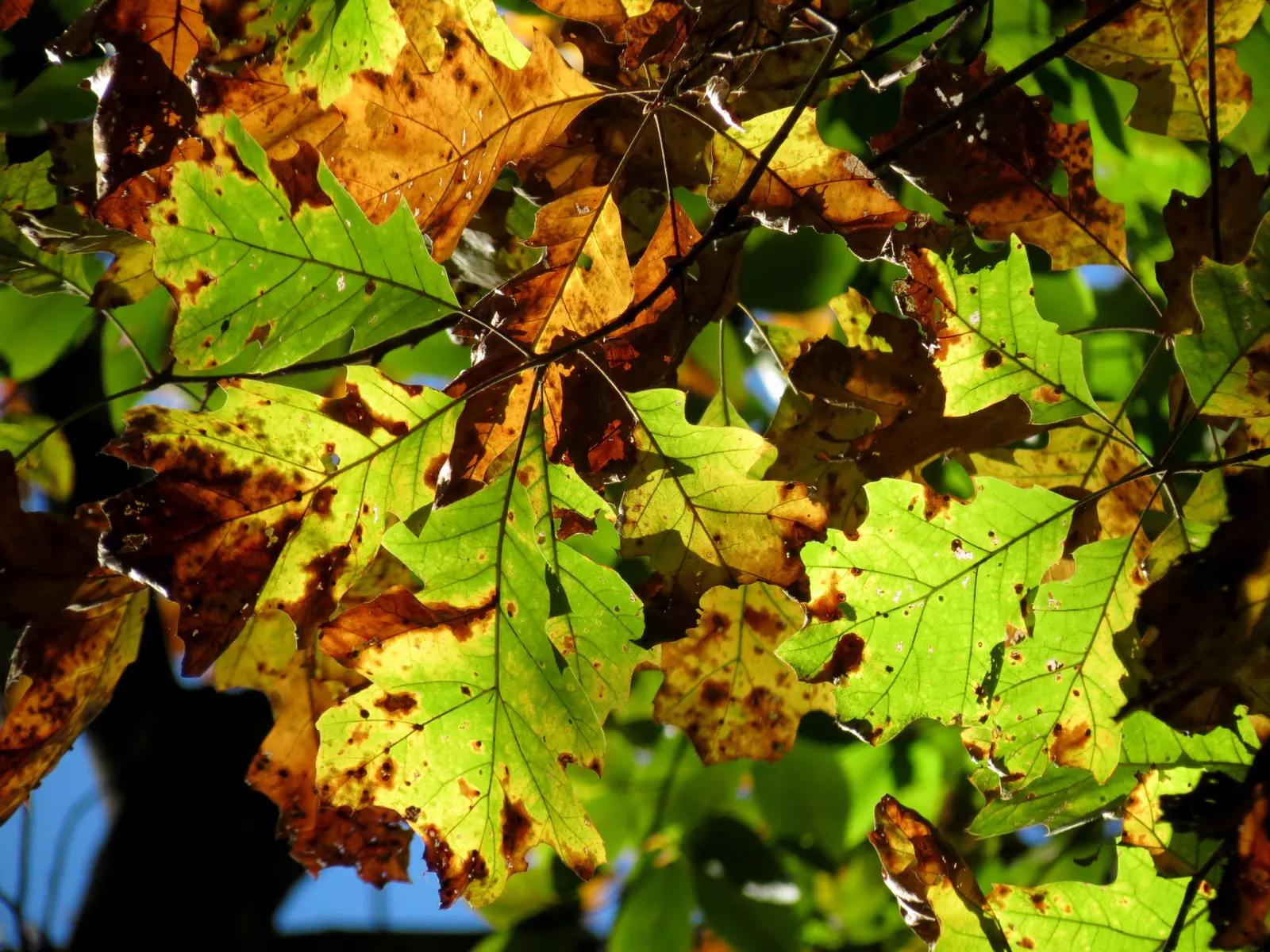Northern Black Oak, Quercitron (Quercus velutina) — Quercus velutina, the Northern Black Oak, is a robust deciduous tree
