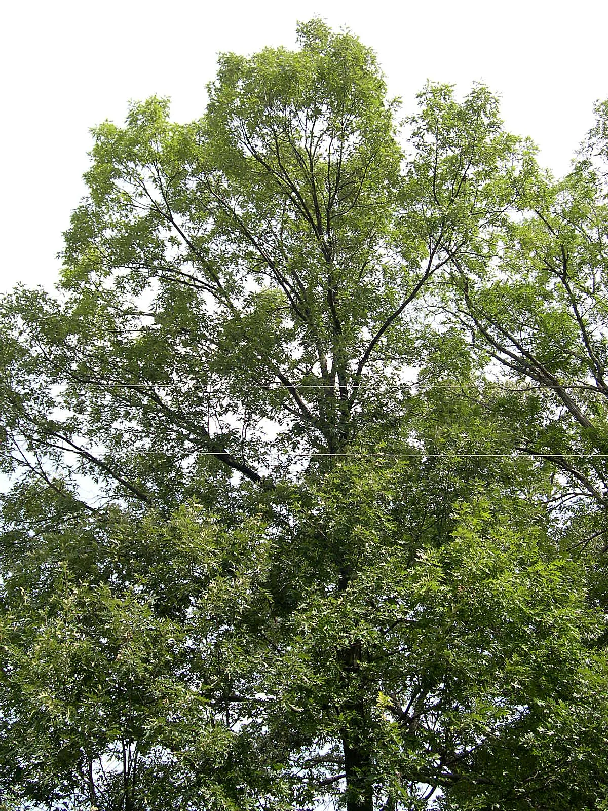 Northern Black Oak, Quercitron (Quercus velutina) — highly esteemed in landscape designs for both its ornamental and ecological value; it thrives in Zones 4-8