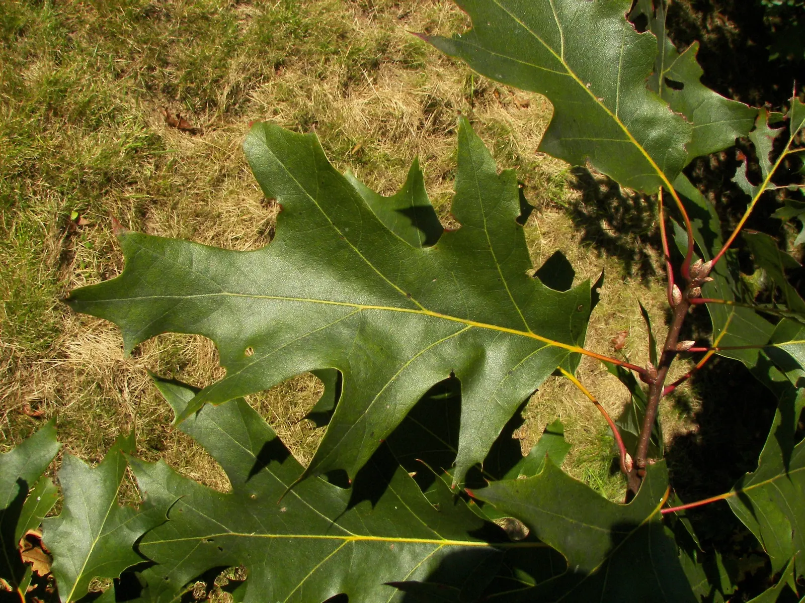 Northern Black Oak, Quercitron (Quercus velutina) — It thrives in Zones 4-8, prefers well-drained soil, and full sun; its ability to adapt to urban environments