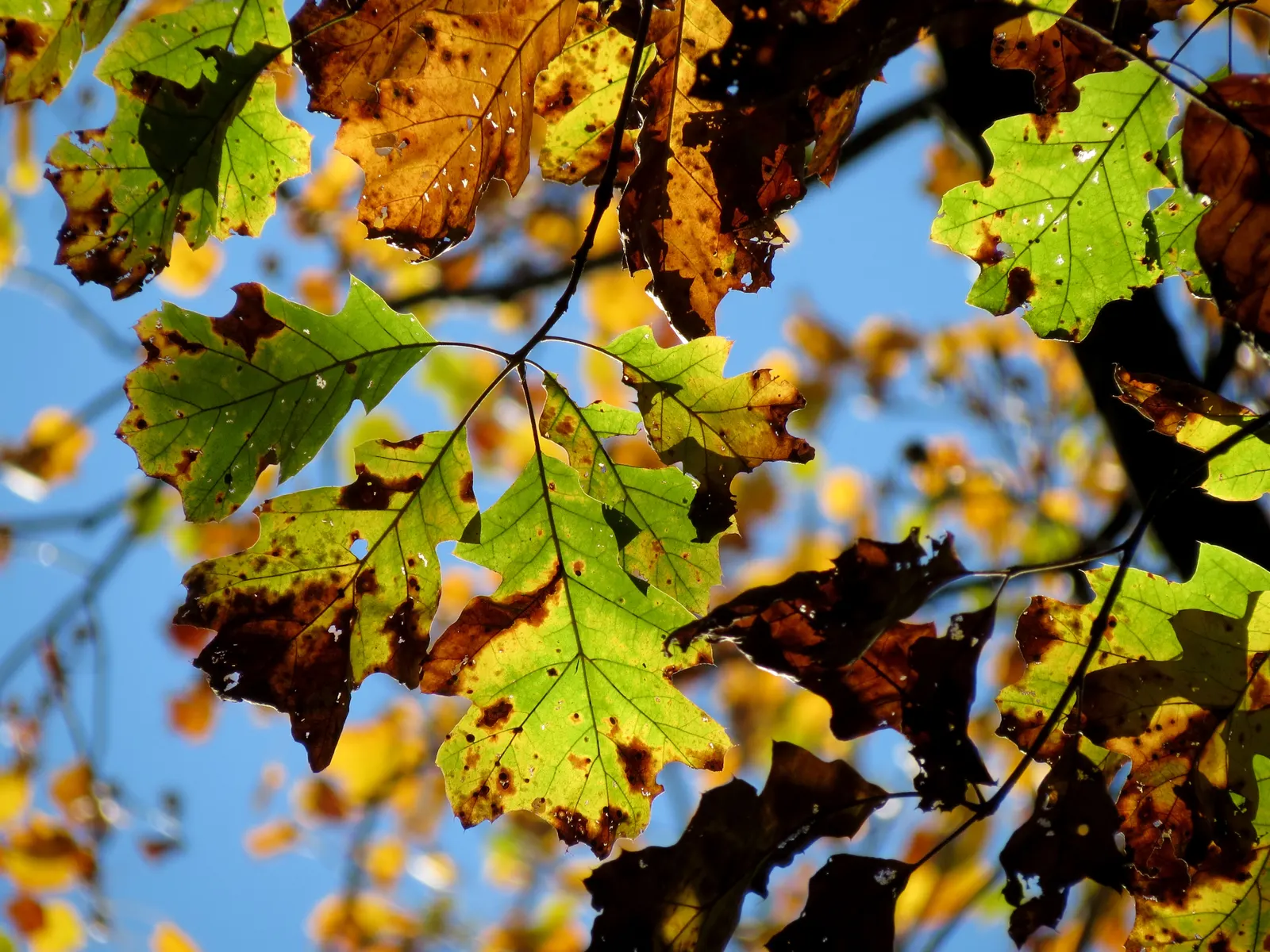Northern Black Oak, Quercitron (Quercus velutina) — Hardy in USDA Zones 3 through 9; turn a brilliant array of yellow