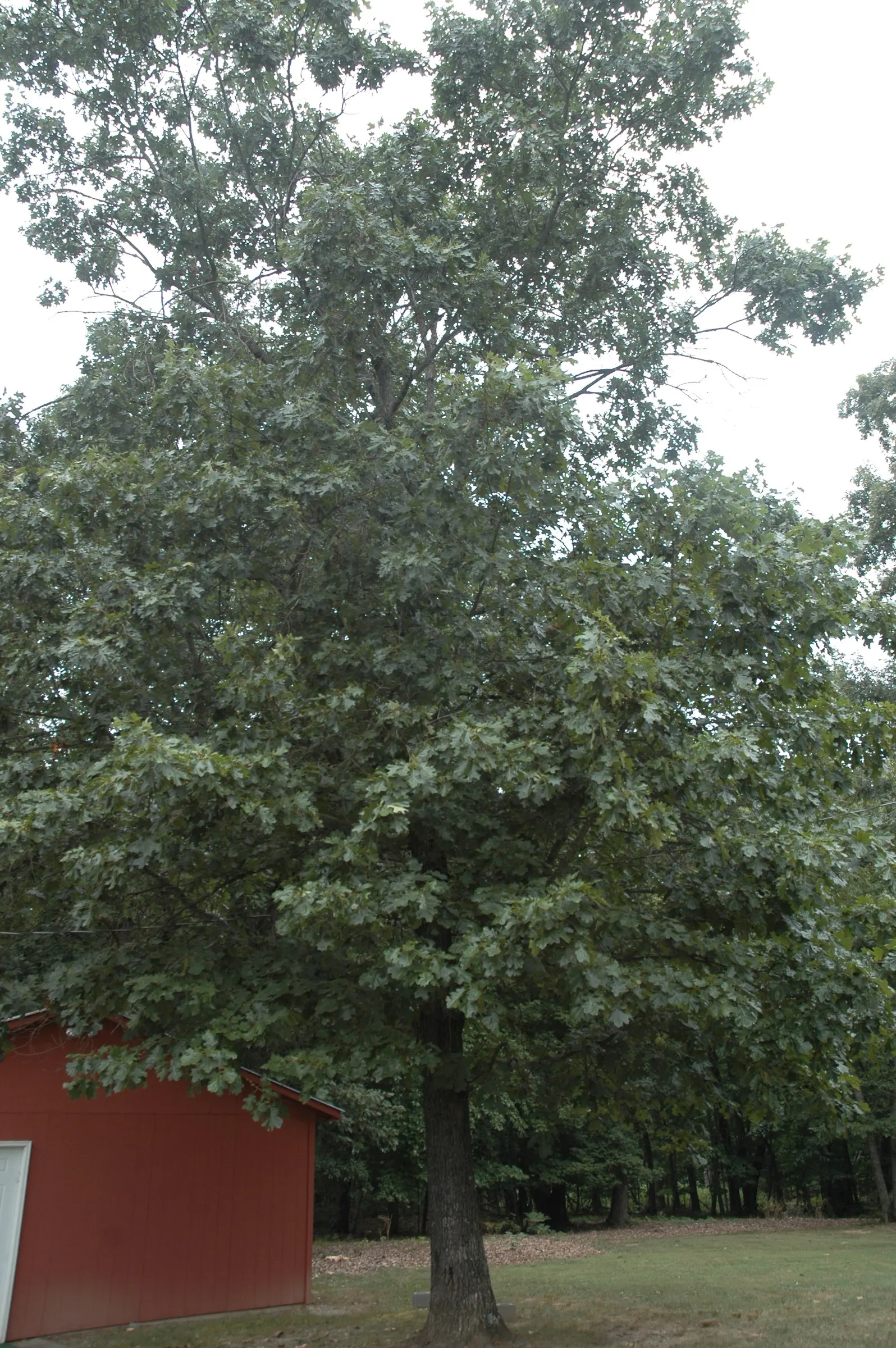 Northern Black Oak, Quercitron (Quercus velutina) — the Northern Black Oak is a compelling choice for adding structure