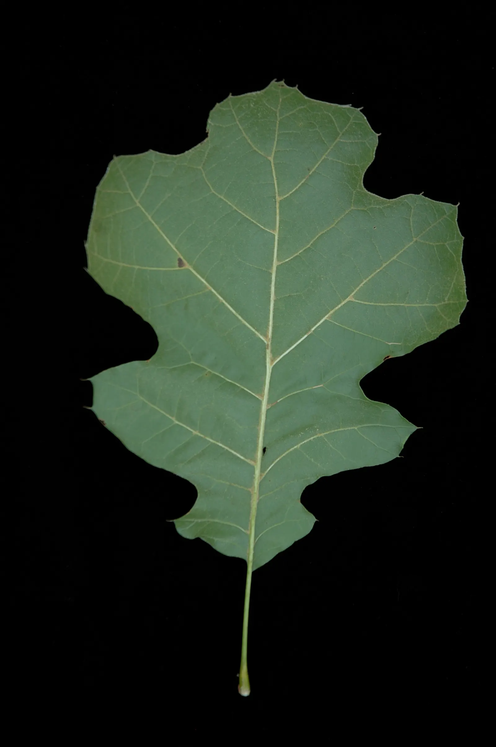 Northern Black Oak, Quercitron (Quercus velutina) — including tolerance to air pollution and compacted soils
