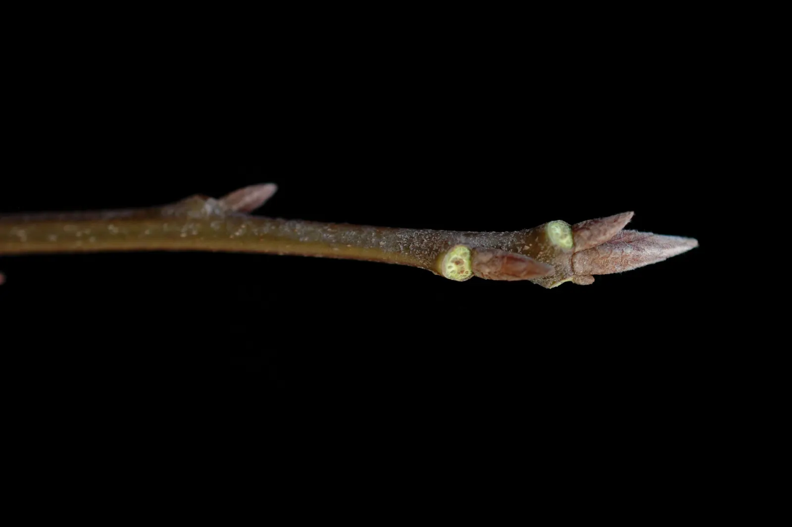 Northern Black Oak, Quercitron (Quercus velutina) — the Northern Black Oak is a compelling choice for adding structure; its ability to adapt to urban