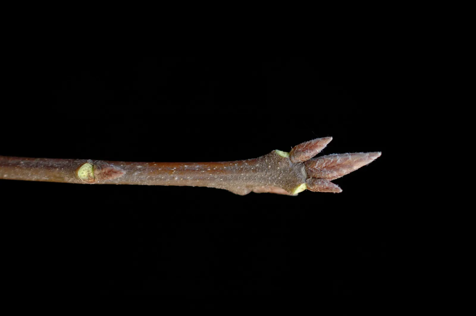 Northern Black Oak, Quercitron (Quercus velutina) — This impressive species can soar to heights of 60 to 80 feet