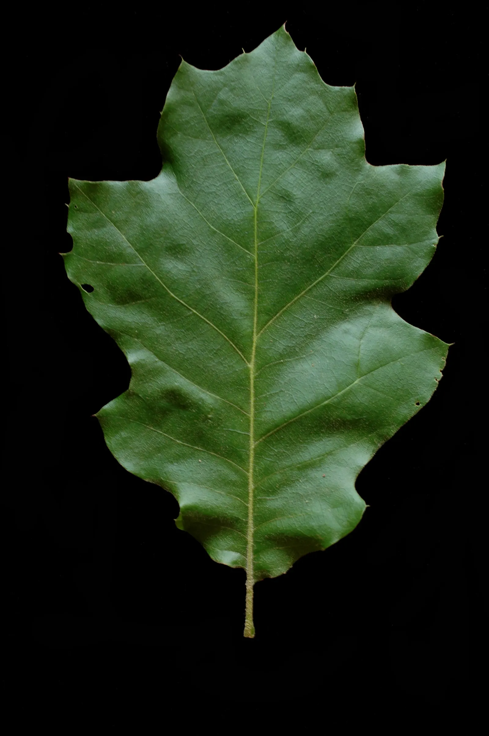 Northern Black Oak, Quercitron (Quercus velutina) — its ability to adapt to urban environments