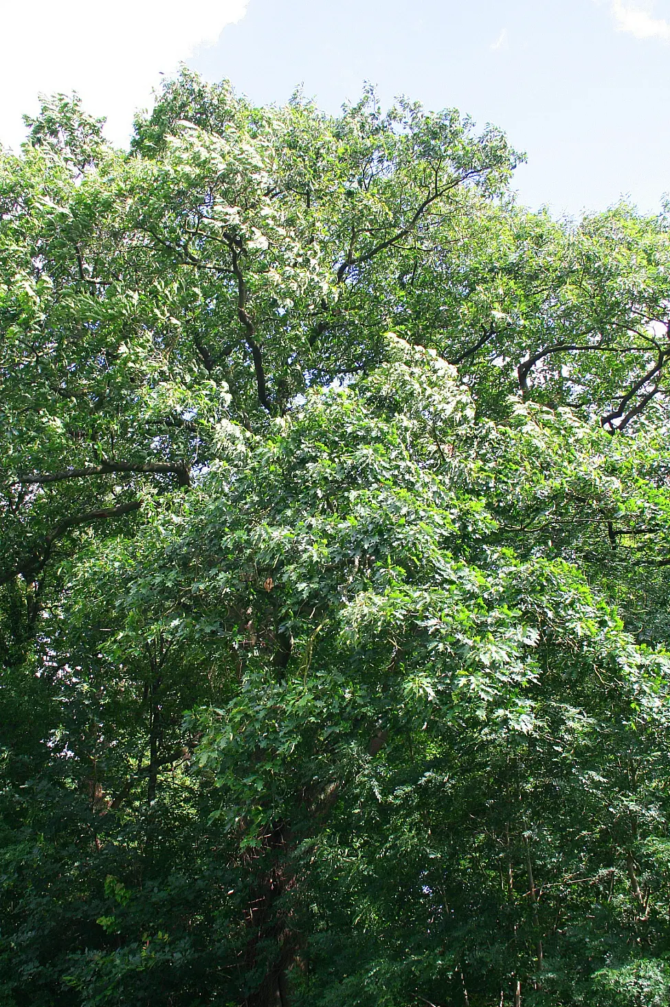 Northern Black Oak, Quercitron (Quercus velutina) — rounded crown spanning up to 50 feet in width at maturity; turn a brilliant array of yellow