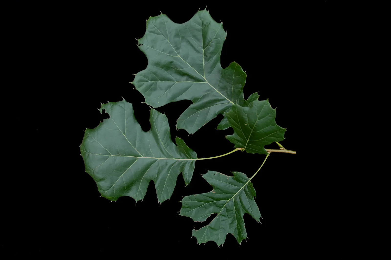 Northern Black Oak, Quercitron (Quercus velutina) — It's an excellent wildlife habitat, providing food and shelter; it thrives in Zones 4-8, prefers
