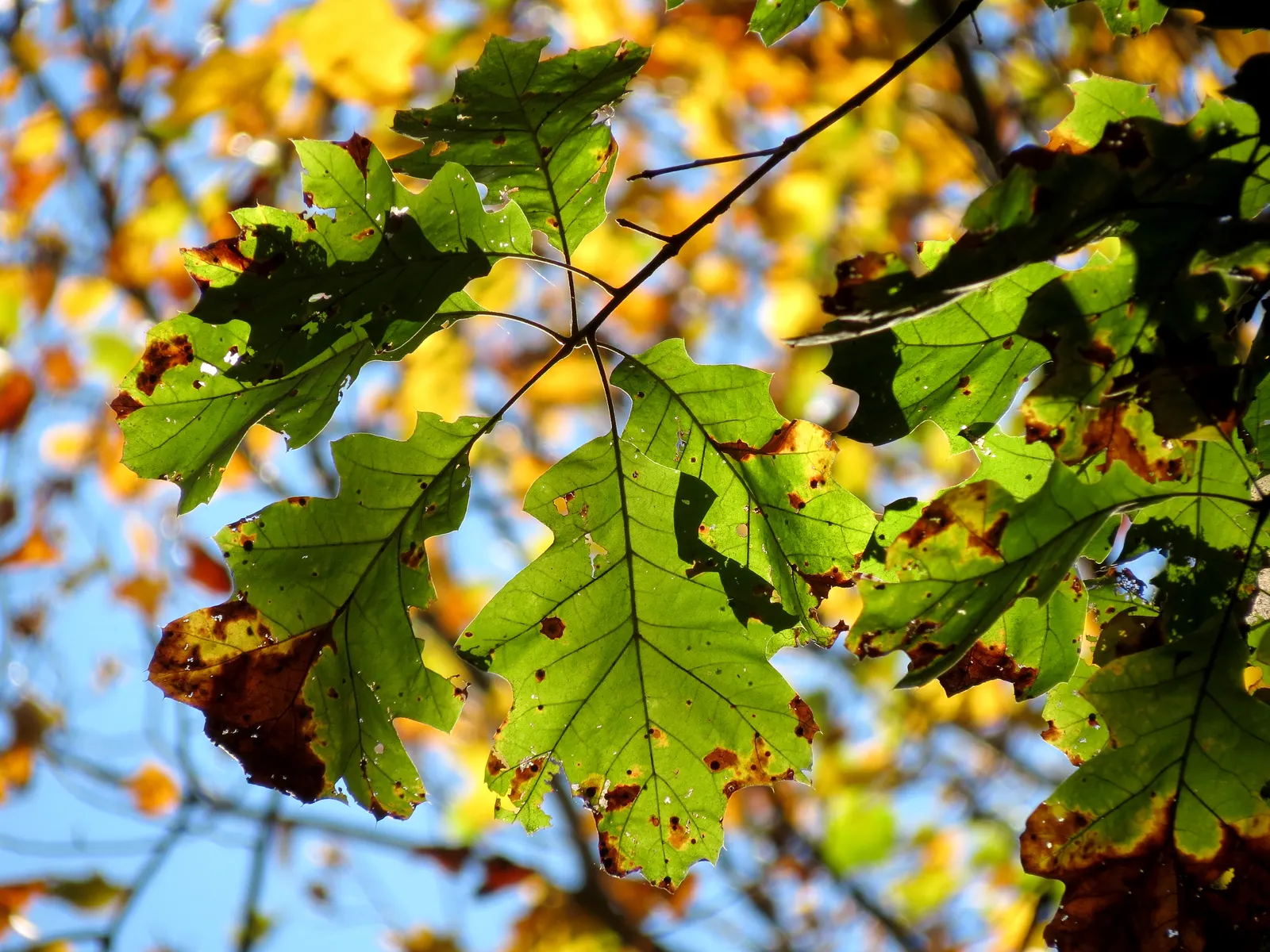 Northern Black Oak, Quercitron (Quercus velutina) — or bronze hues in the fall - a spectacular display for any landscape; turn a brilliant array of yellow