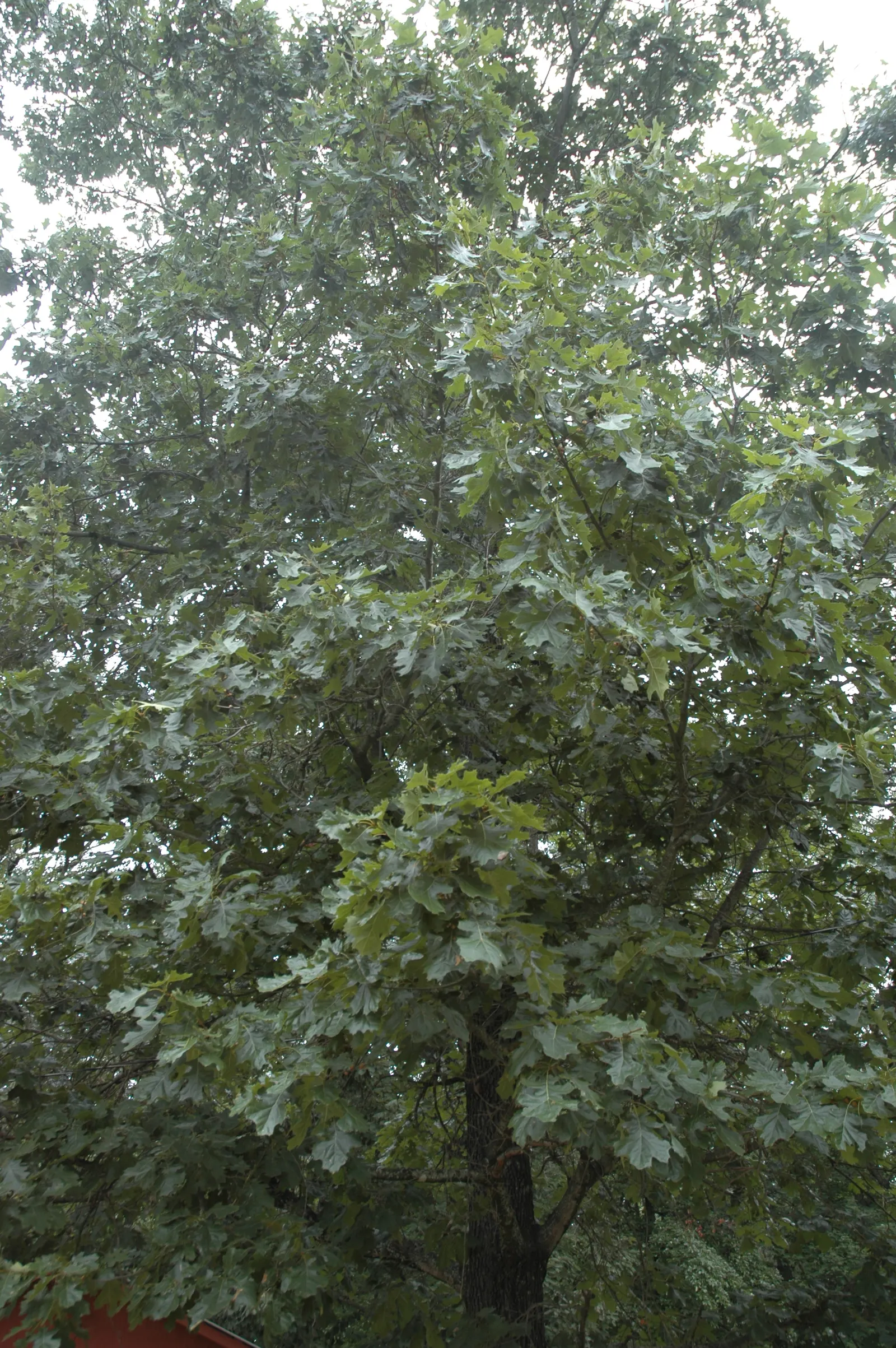 Northern Black Oak, Quercitron (Quercus velutina) — makes it an invaluable addition to metropolitan landscapes