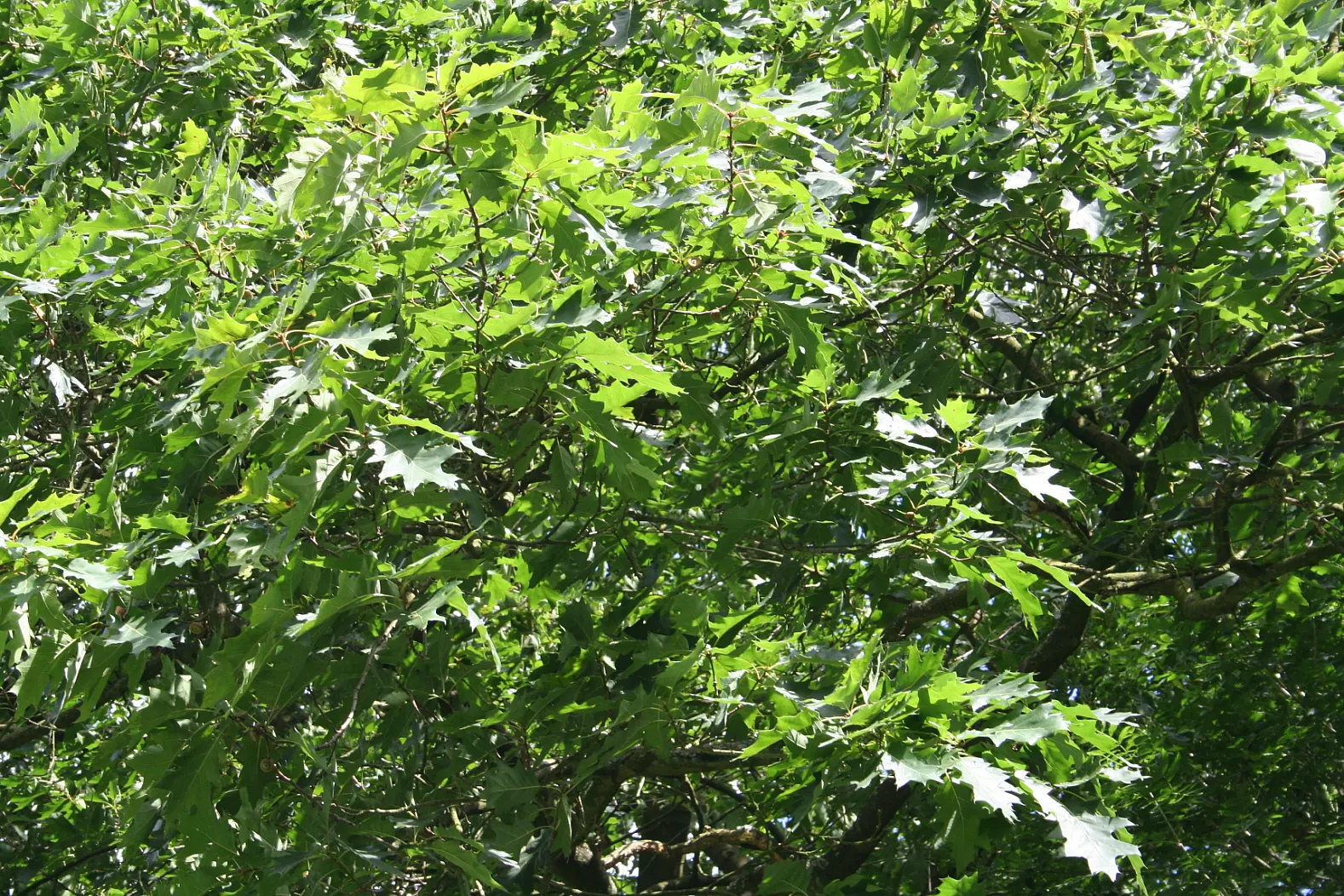 Northern Black Oak, Quercitron (Quercus velutina) — turn a brilliant array of yellow; rounded crown spanning up to 50 feet in width at maturity