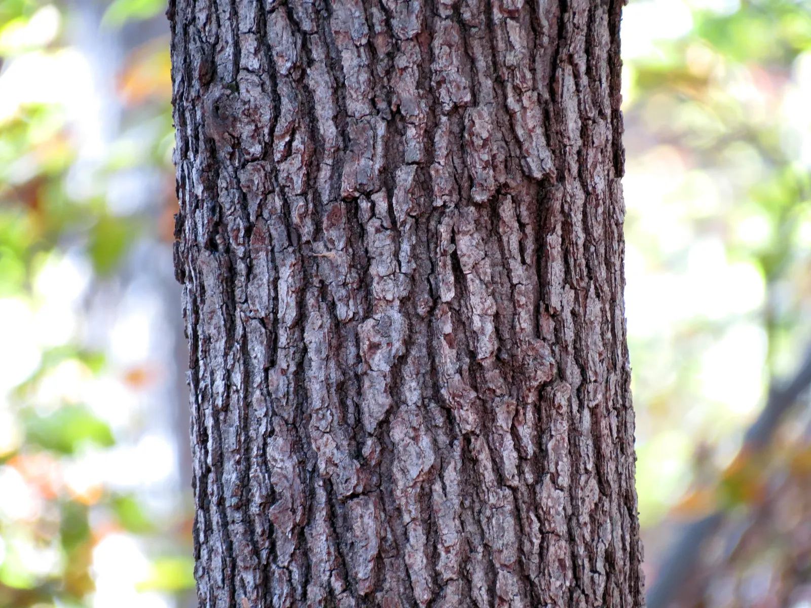 Northern Black Oak, Quercitron (Quercus velutina) — acidic soils and is tolerant of varying moisture levels; it thrives in Zones 4-8, prefers well-drained