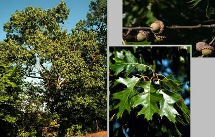 Northern Black Oak, Quercitron (Quercus velutina) — This oak is noted for its dark furrowed bark, glossy green leaves with bristly lobes, and, image 31